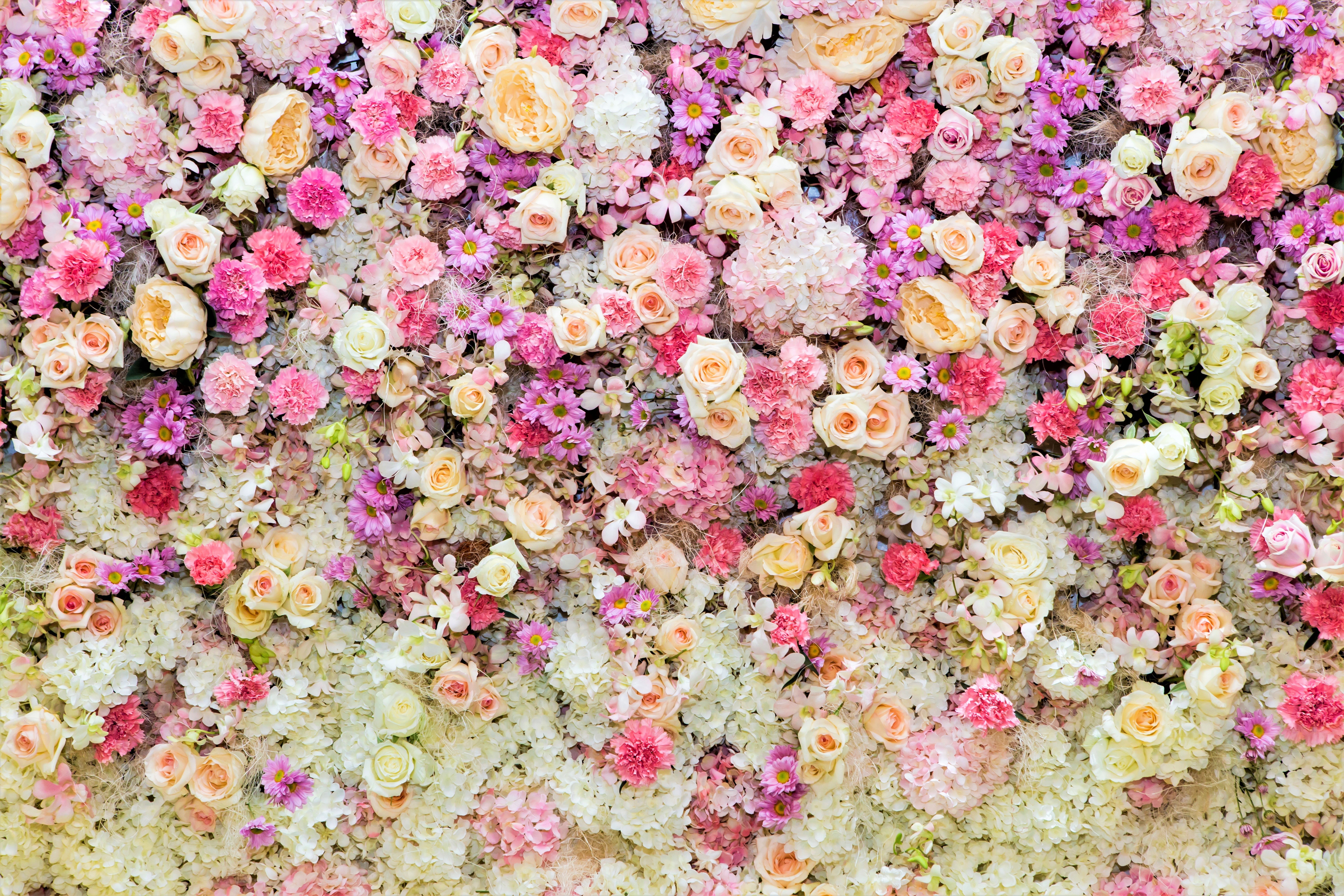 437814 скачать картинку пион, красочный, белый цветок, фиолетовый цветок, пастель, земля/природа, цветок, ромашка, розовый цветок, роза, флауэрсы - обои и заставки бесплатно