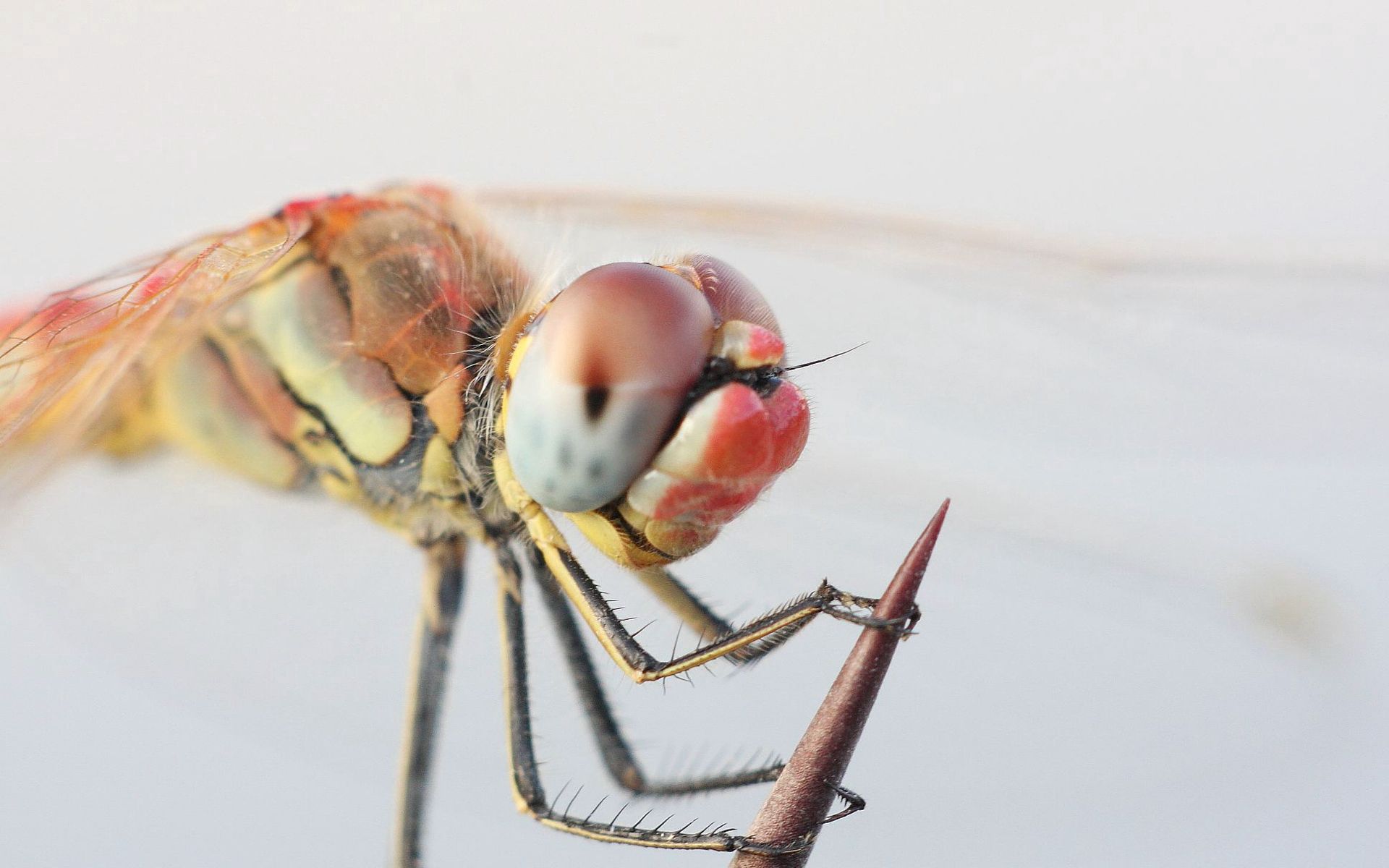 macro, eyes, insect, paws, dragonfly