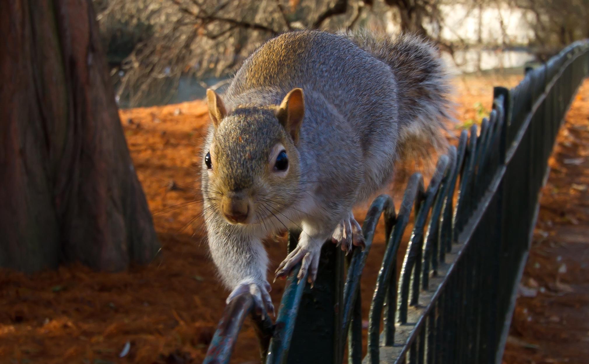 Download mobile wallpaper Sit, Animals, Fence, Squirrel for free.
