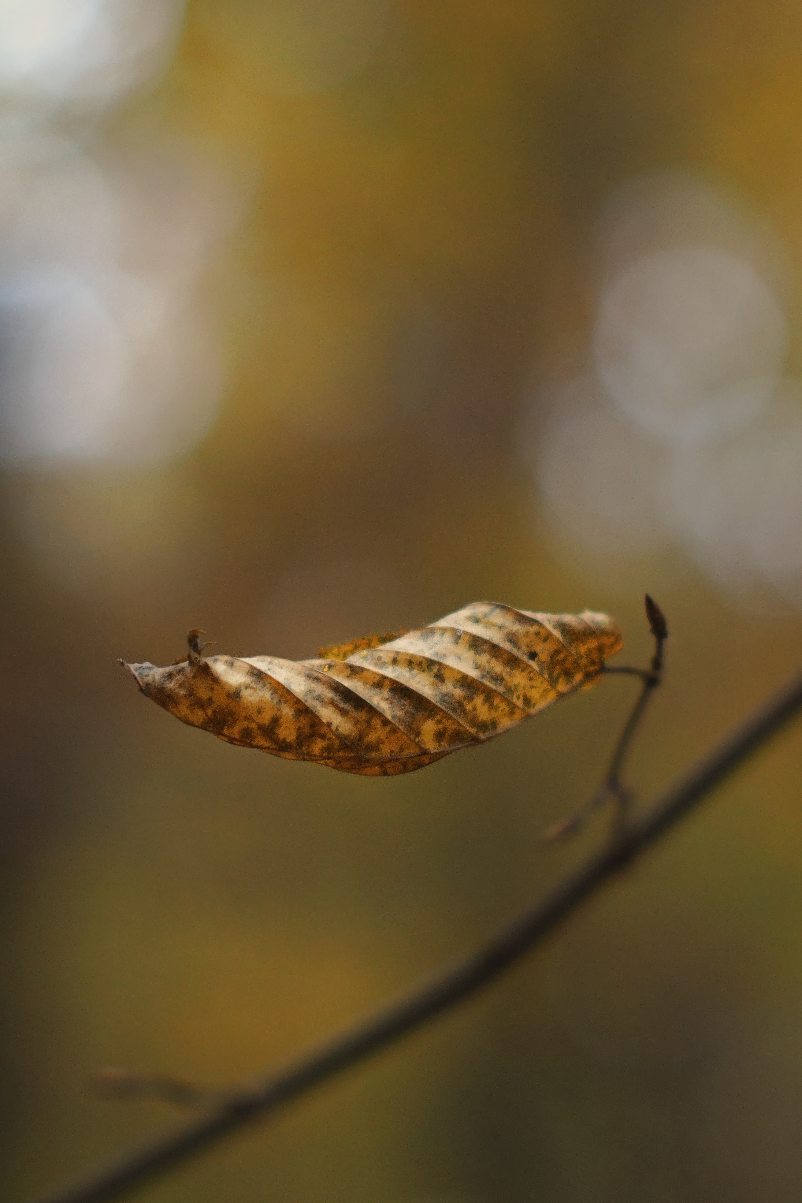 Download mobile wallpaper Macro, Autumn, Dry, Leaflet, Brown for free.