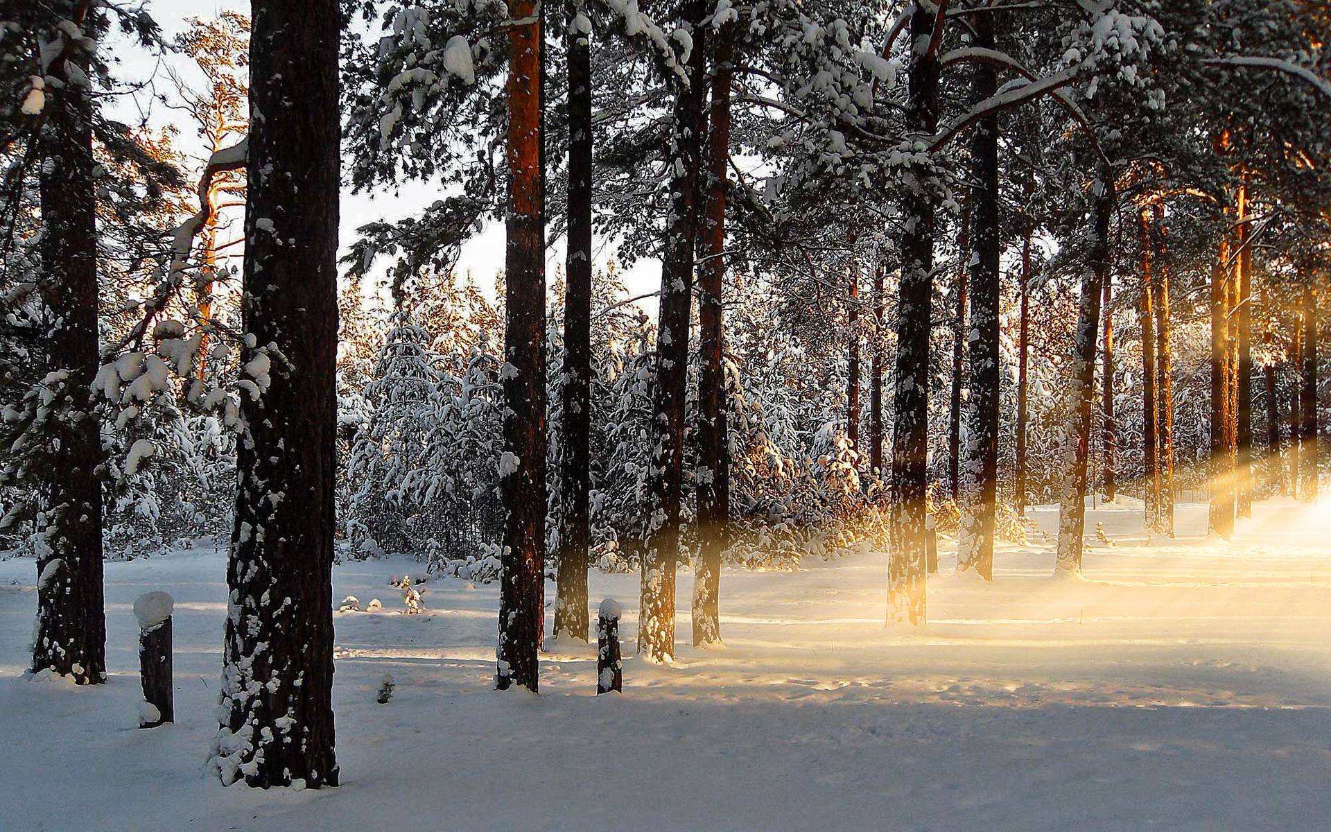 Descarga gratis la imagen Bosque, Tierra/naturaleza en el escritorio de tu PC