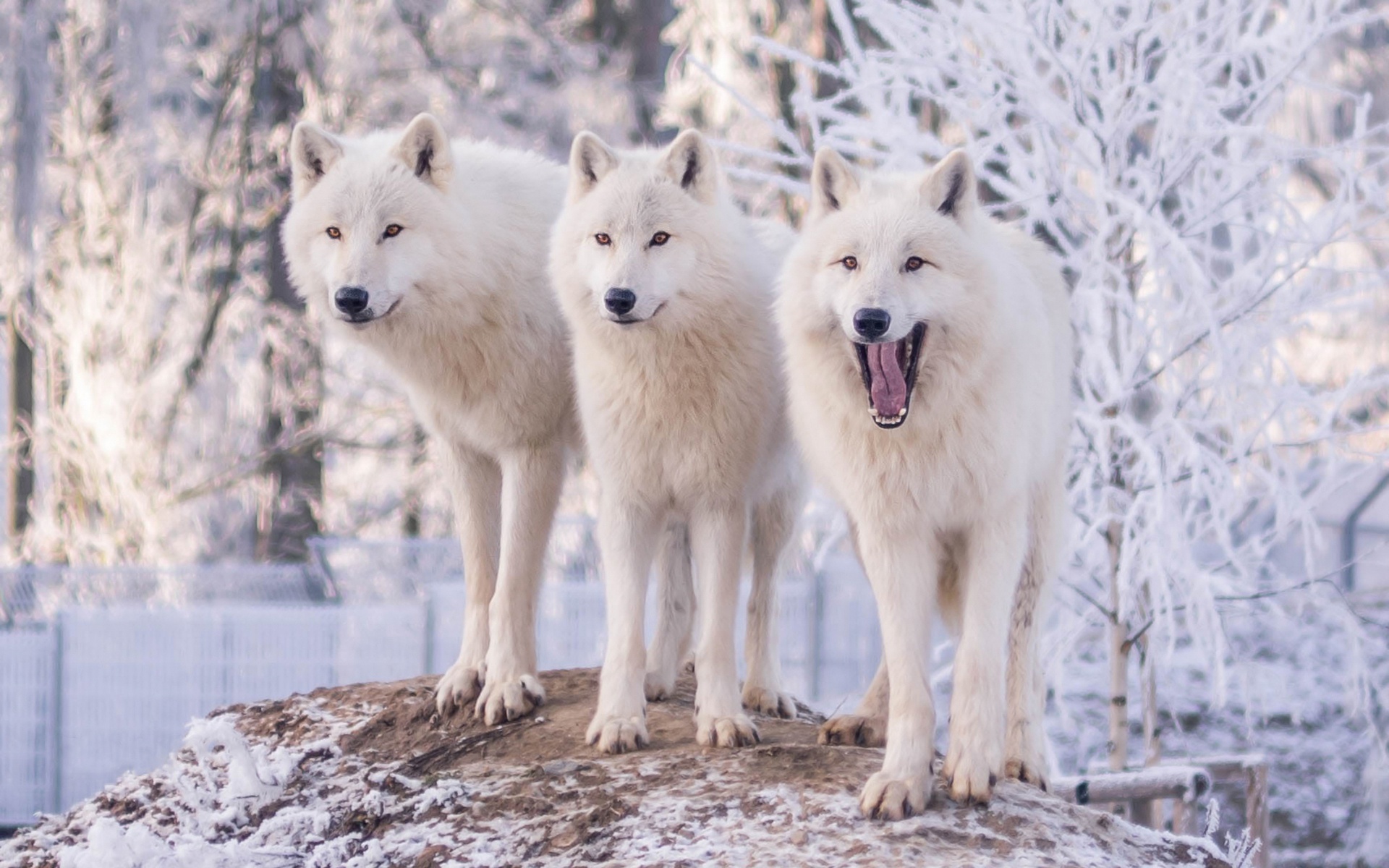 Téléchargez gratuitement l'image Animaux, Hiver, Loup, Loup Blanc, Wolves sur le bureau de votre PC