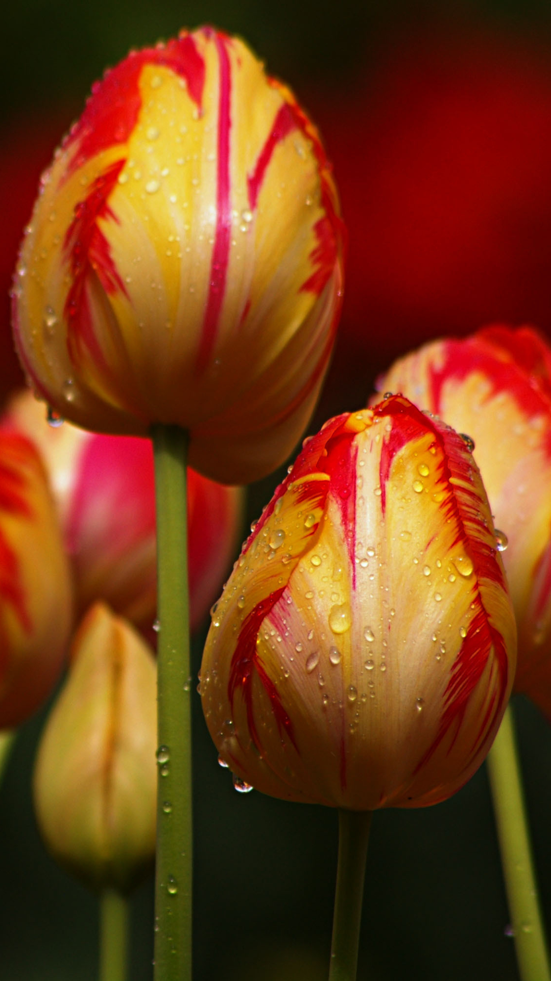 Descarga gratuita de fondo de pantalla para móvil de Naturaleza, Flores, Flor, Macro, Tulipán, Tierra/naturaleza, Macrofotografía.