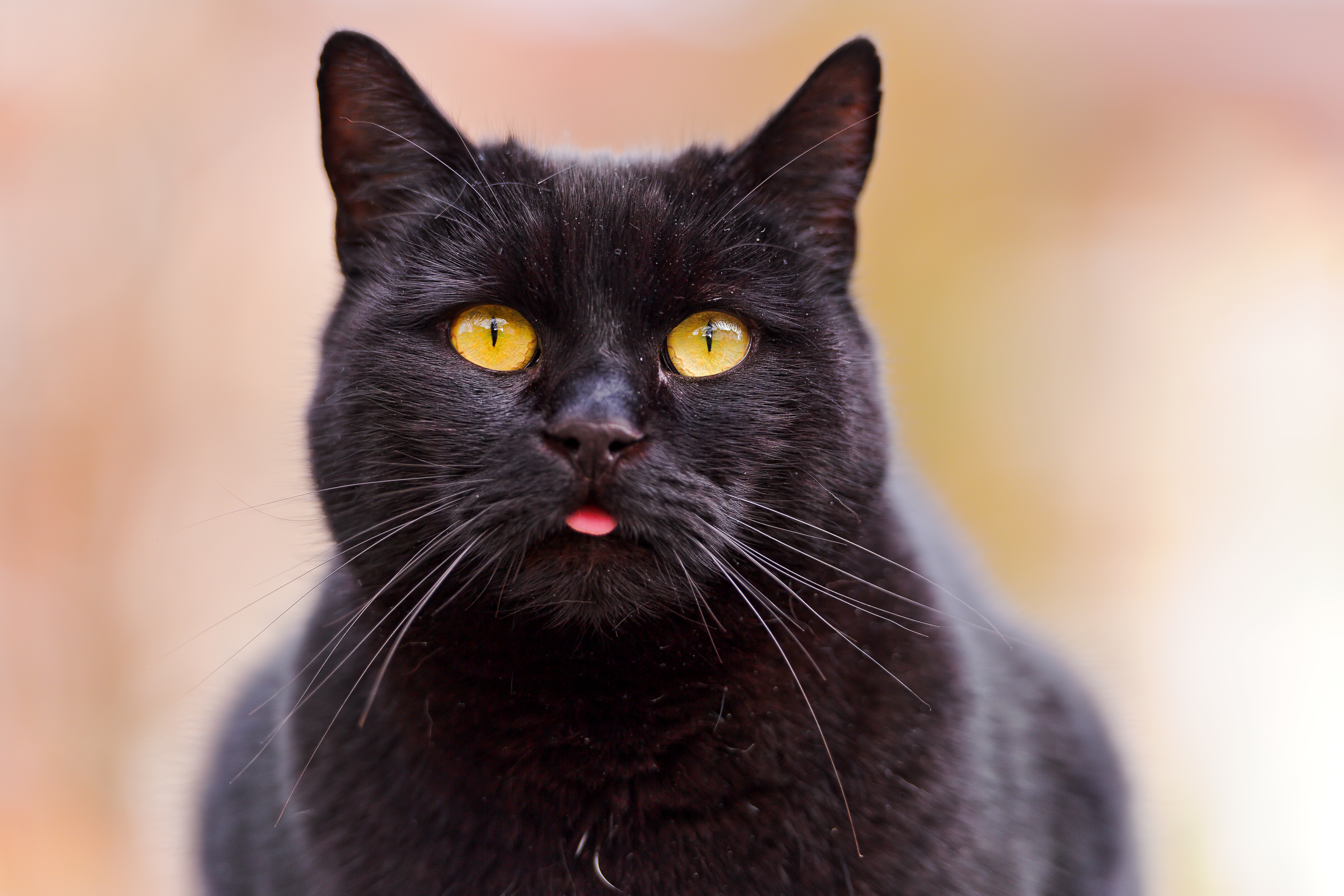 Baixe gratuitamente a imagem Animais, Gatos, Gato, Profundidade De Campo na área de trabalho do seu PC