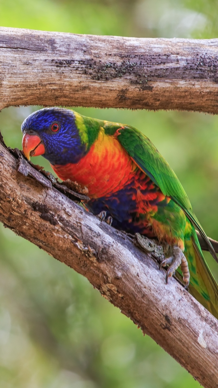 Téléchargez des papiers peints mobile Animaux, Des Oiseaux, Loriquet À Tête Bleue gratuitement.