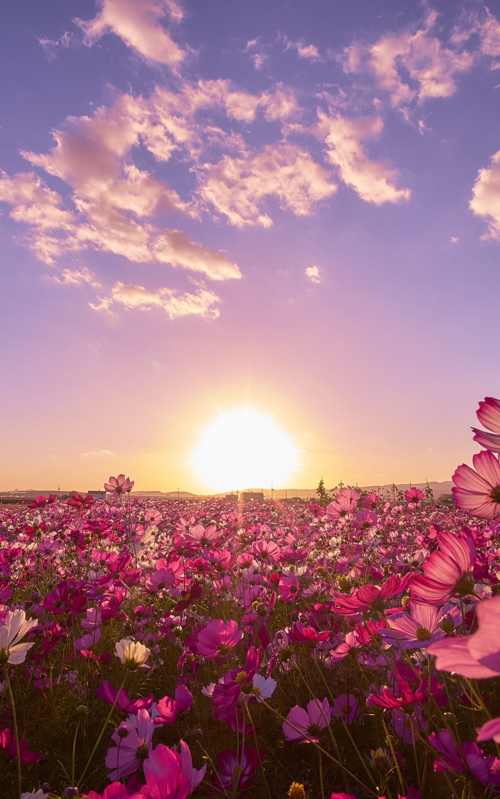 Baixe gratuitamente a imagem Natureza, Flores, Céu, Sol, Flor, Japão, Cosmos, Flor Roxa, Terra/natureza na área de trabalho do seu PC