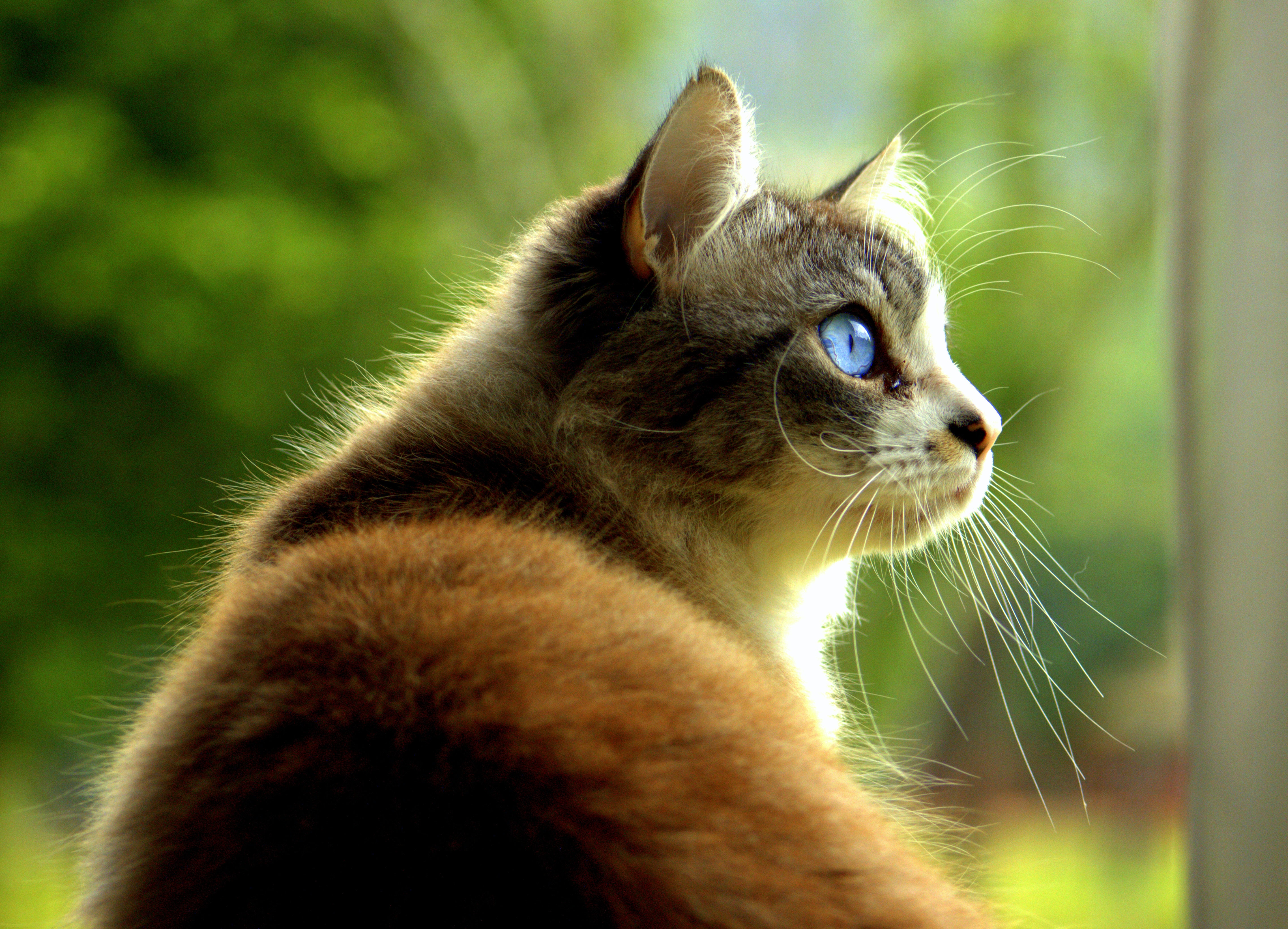 Laden Sie das Haustier, Sicht, Meinung, Profil, Tiere, Katze-Bild kostenlos auf Ihren PC-Desktop herunter