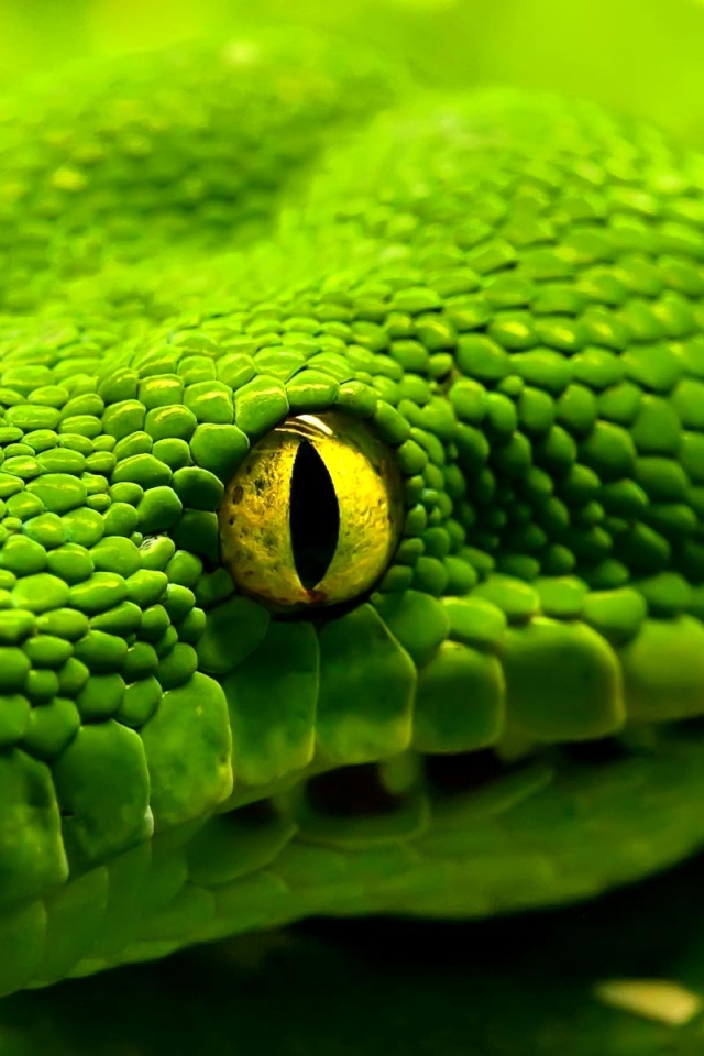 Descarga gratuita de fondo de pantalla para móvil de Animales, Serpiente, Reptiles, Pitón.