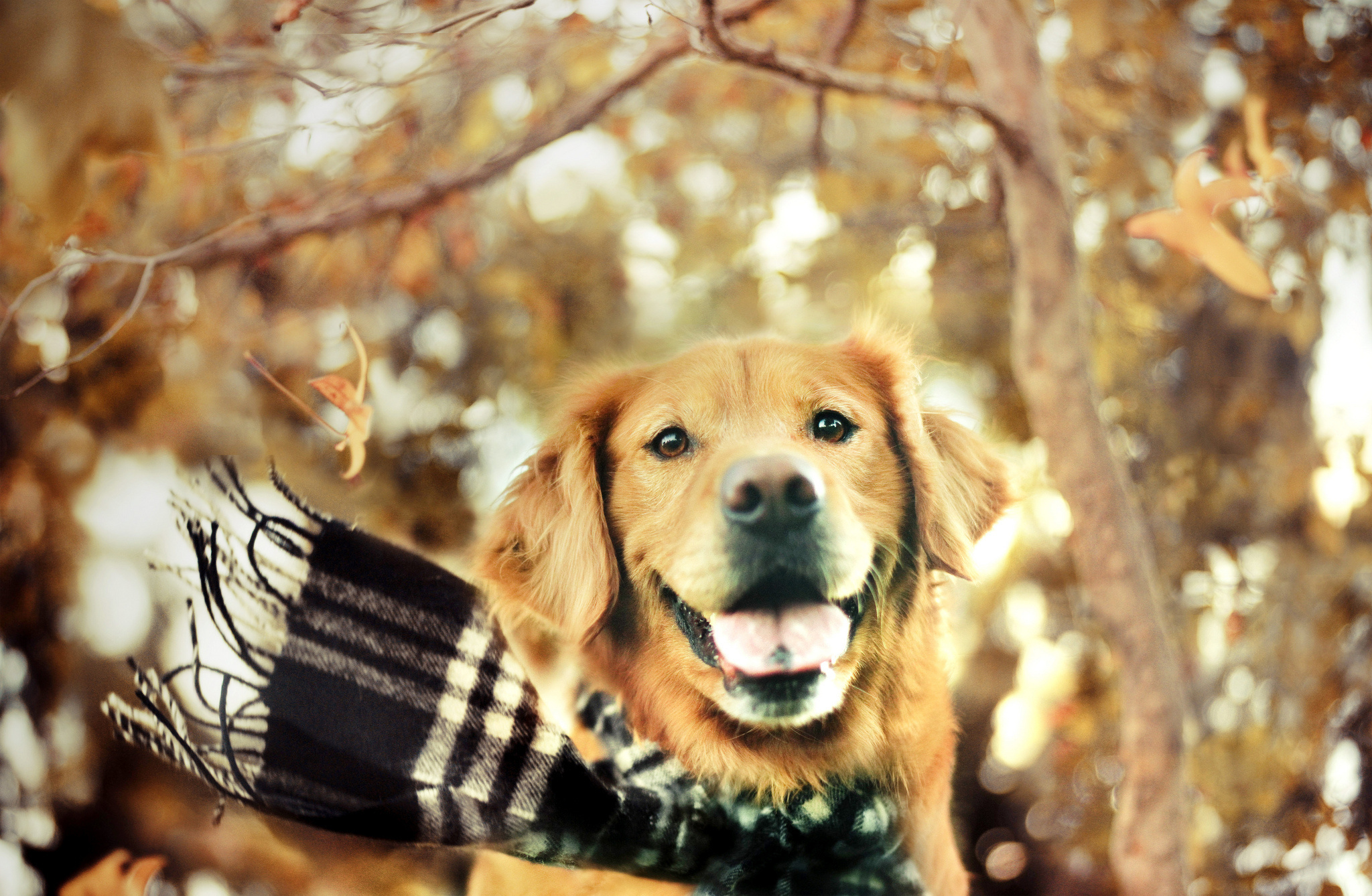 Handy-Wallpaper Hunde, Hund, Tiere kostenlos herunterladen.