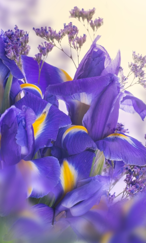 Descarga gratuita de fondo de pantalla para móvil de Flores, Iris, Tierra/naturaleza.