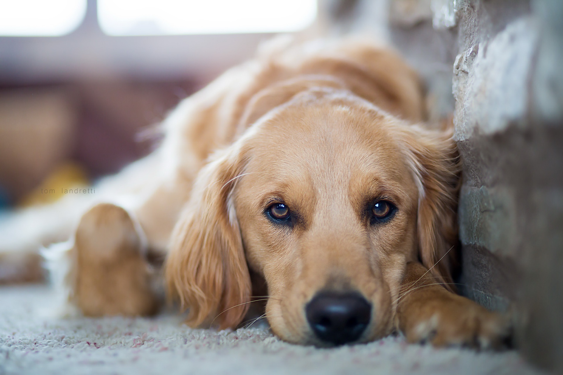 Download mobile wallpaper Dogs, Dog, Animal, Golden Retriever, Stare for free.