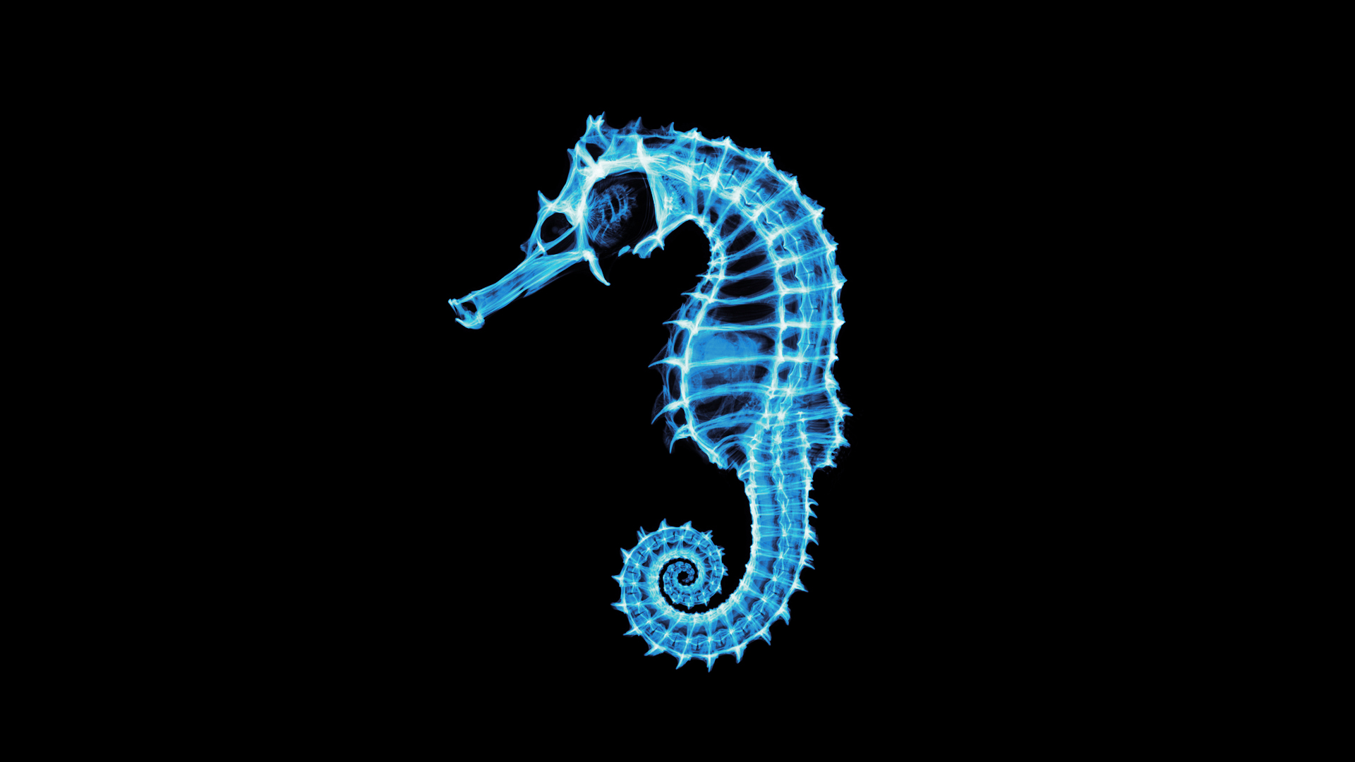 seahorse, animal