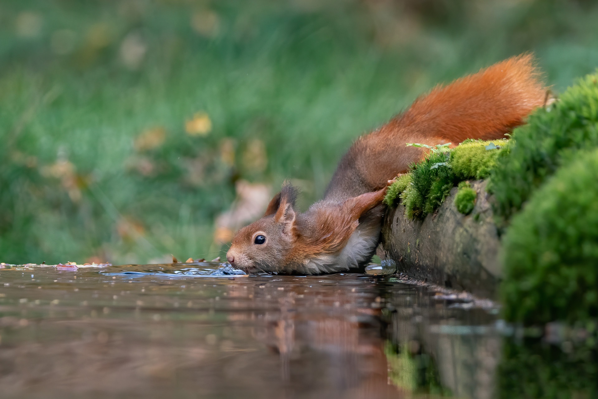 Download mobile wallpaper Squirrel, Water, Animal, Rodent for free.