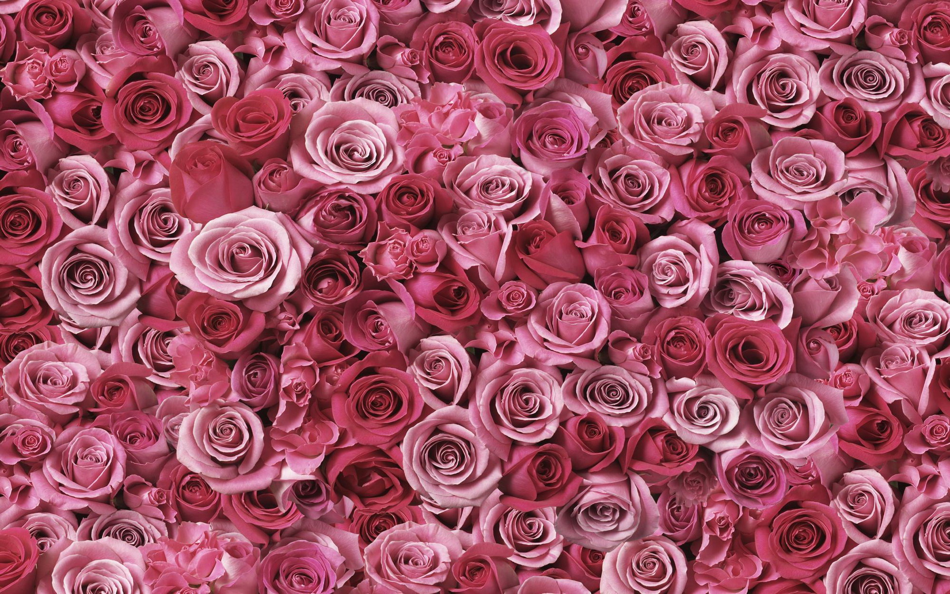 無料モバイル壁紙ピンクの花, ピンクのバラ, フラワーズ, 花, 薔薇, 地球をダウンロードします。