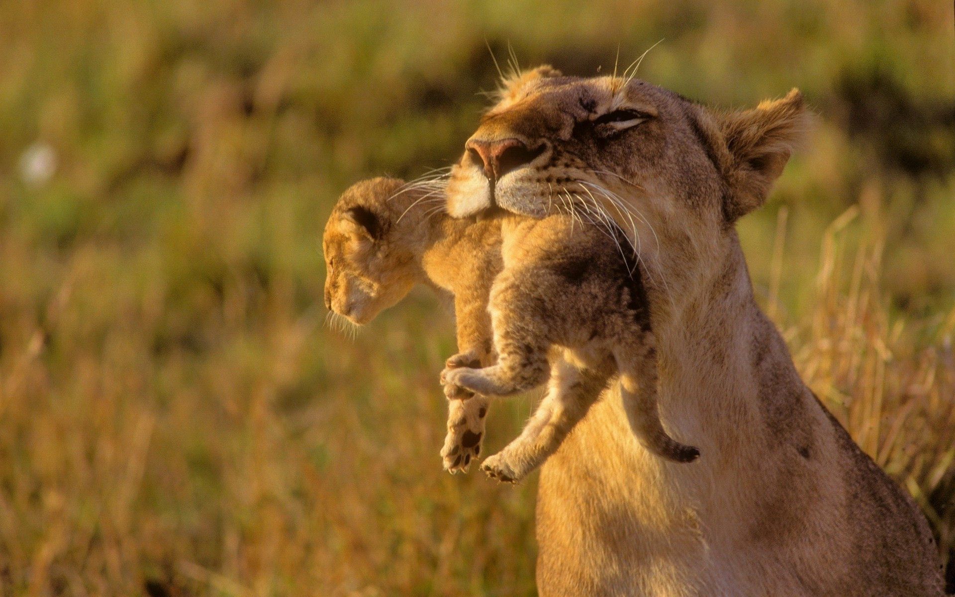 Free download wallpaper Animals, Grass, Young, Lioness, Joey, Care on your PC desktop