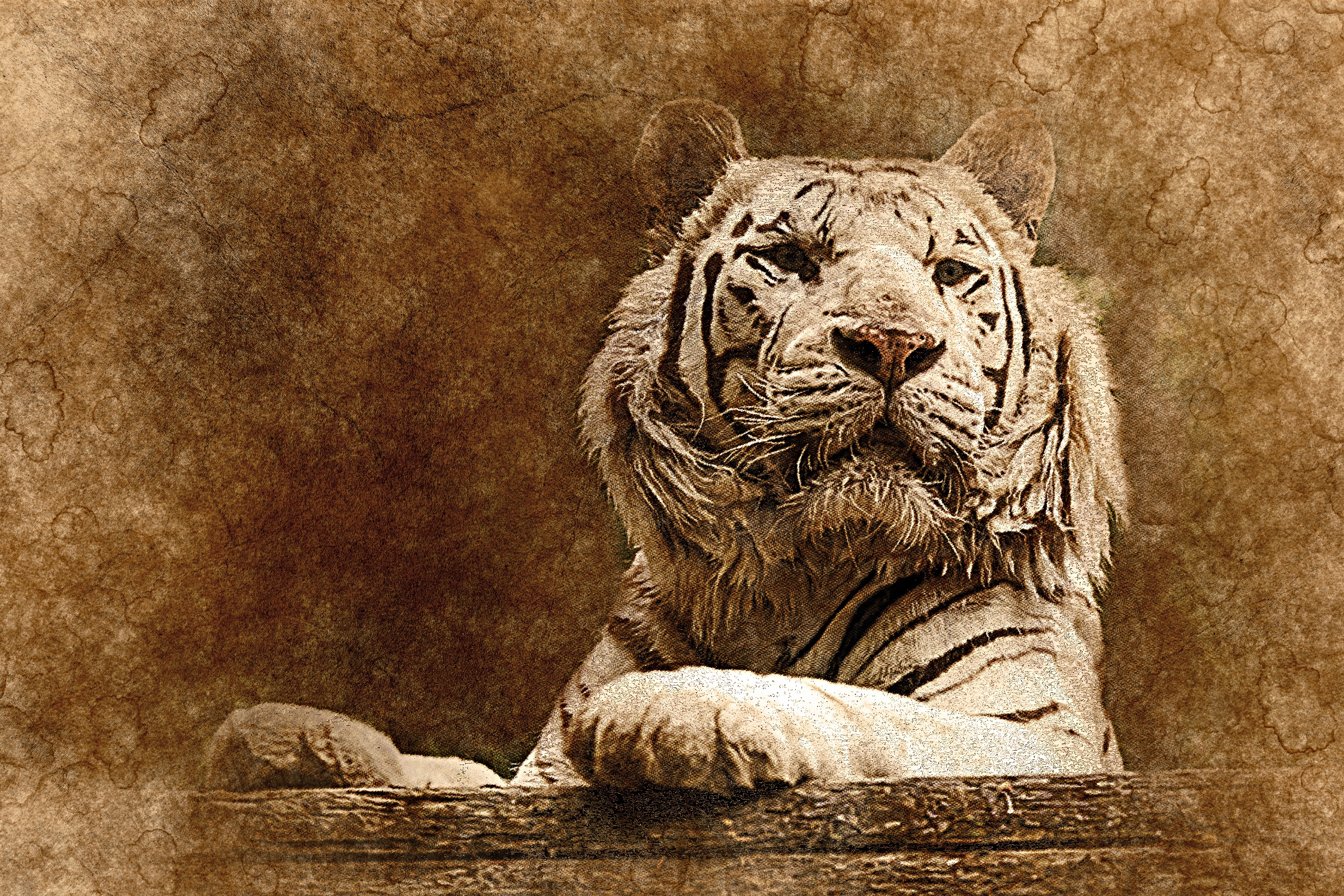 Download mobile wallpaper Animals, Muzzle, Predator, Tiger, Art for free.