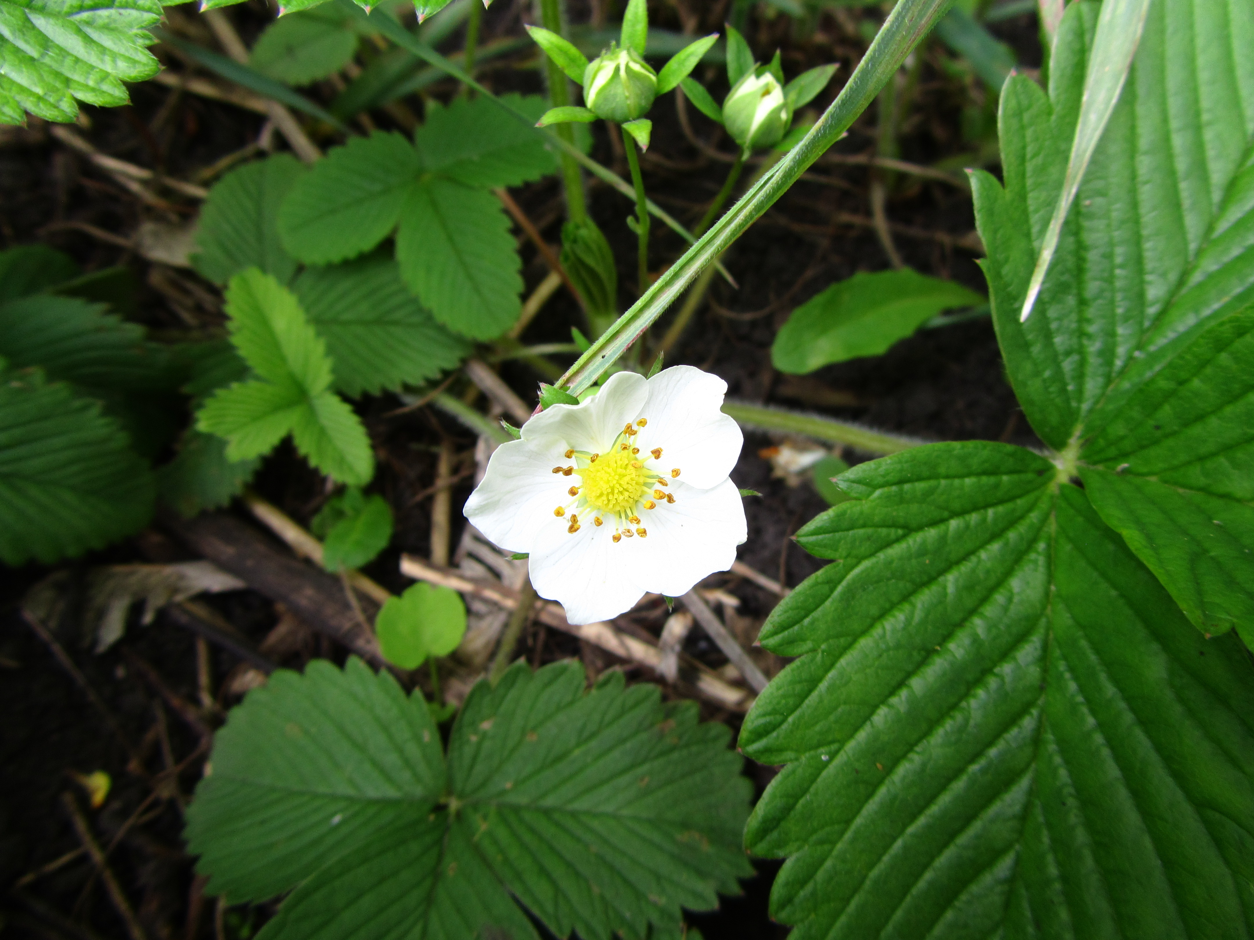 Téléchargez gratuitement l'image Fleur, Terre/nature sur le bureau de votre PC