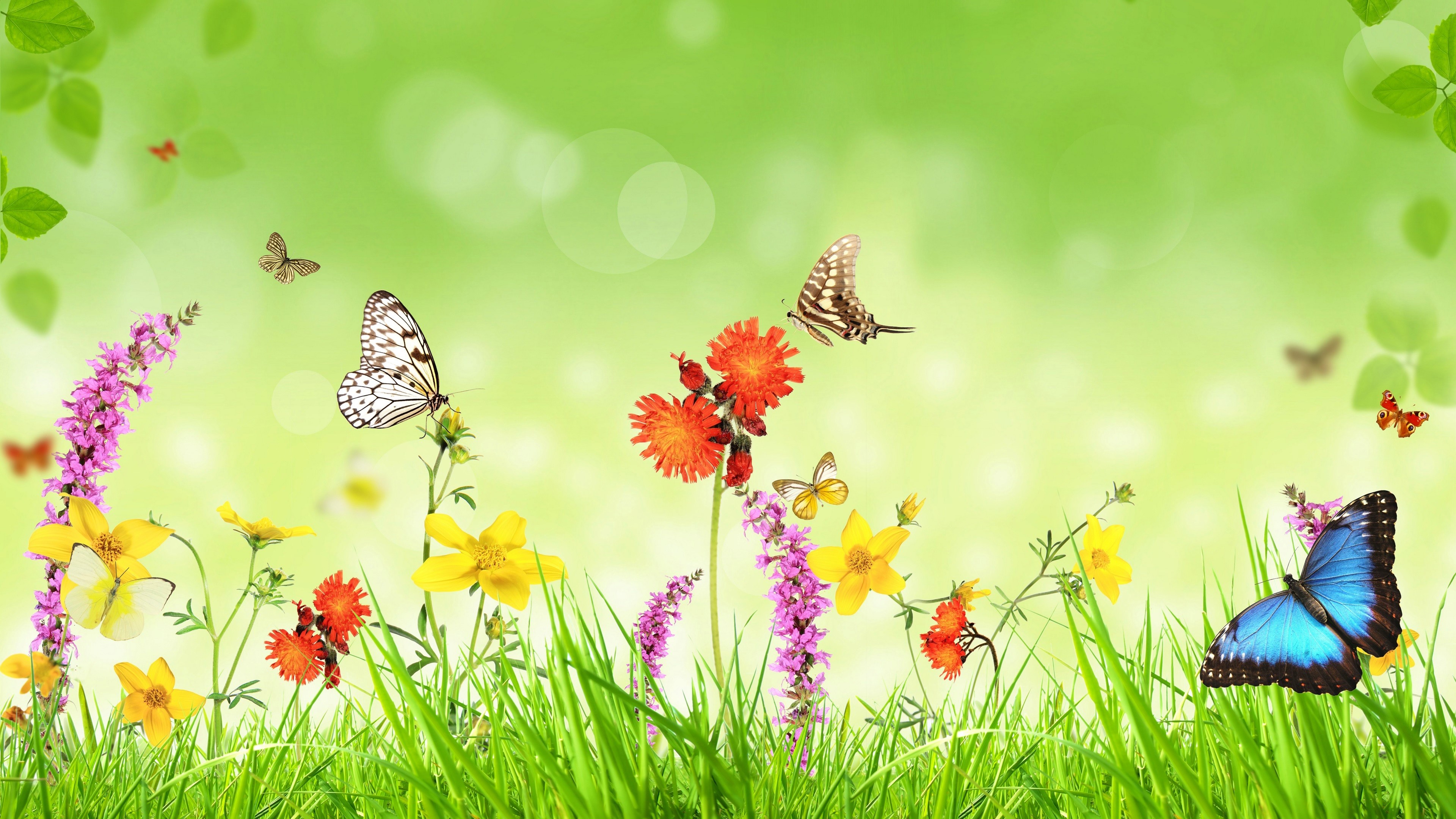 Скачать обои бесплатно Трава, Цветок, Бабочка, Красочный, Весна, Художественные картинка на рабочий стол ПК