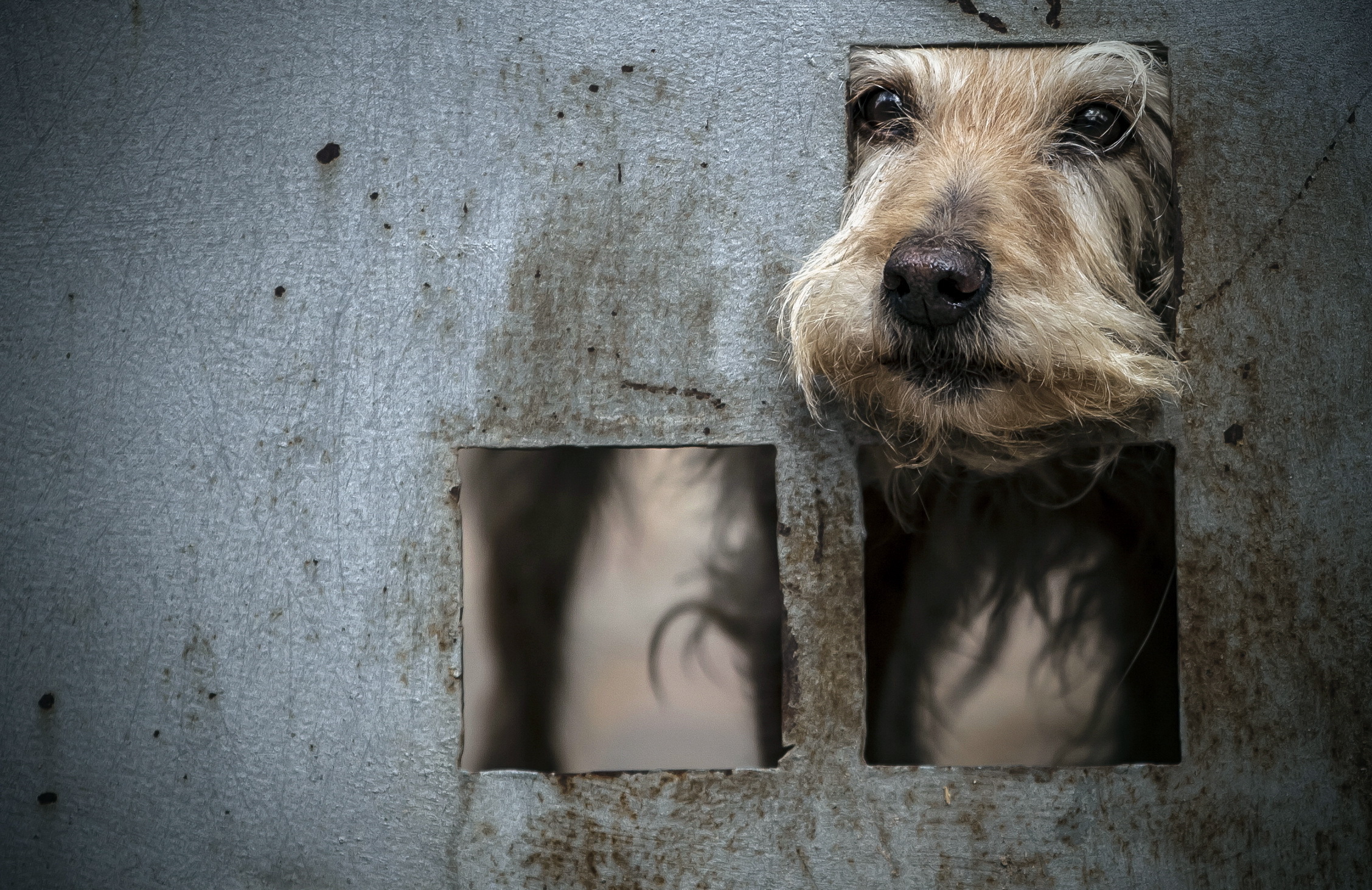 Free download wallpaper Dogs, Dog, Muzzle, Animal on your PC desktop