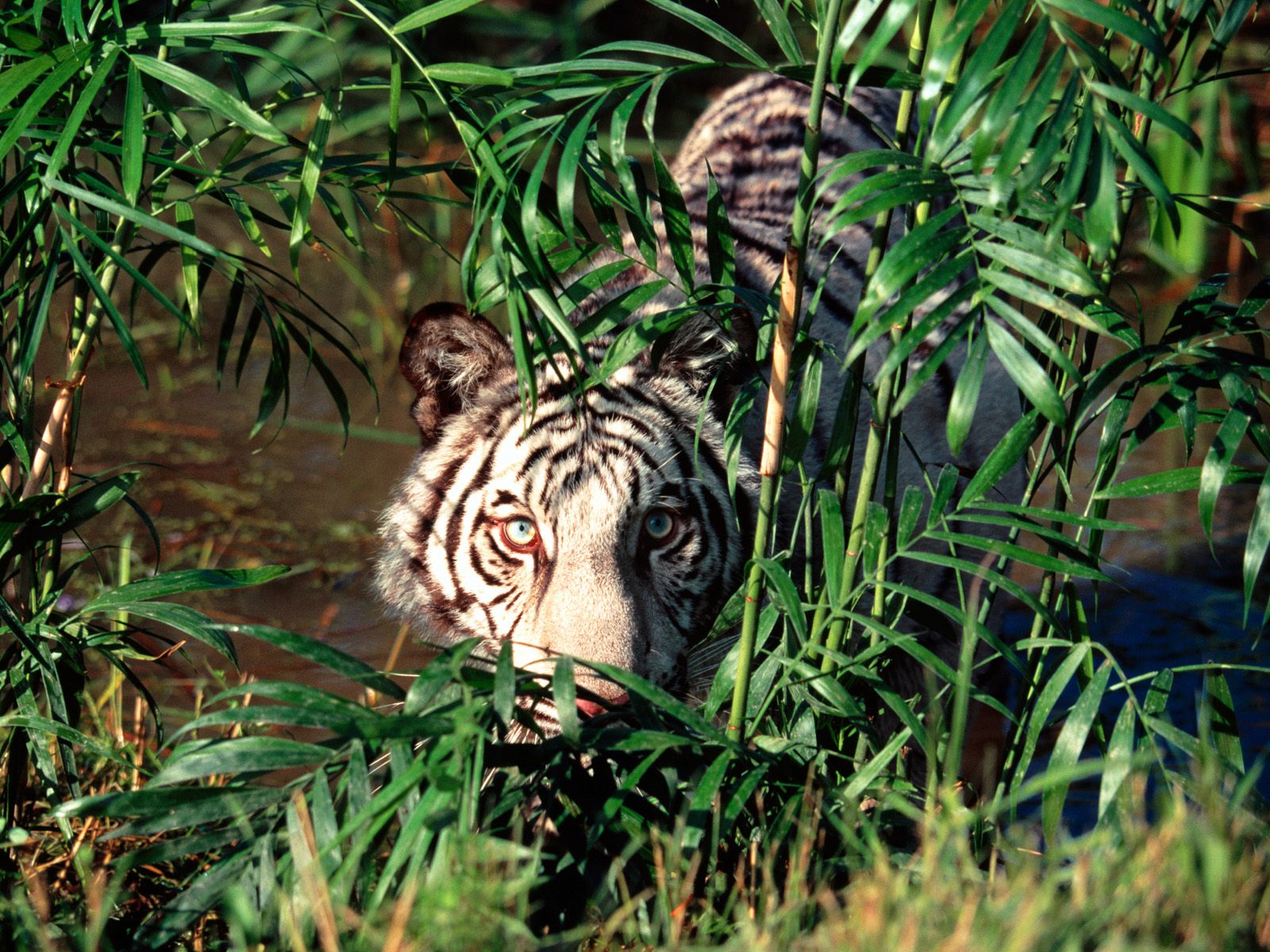 Baixar papel de parede para celular de Animais, Gatos, Tigre Branco gratuito.