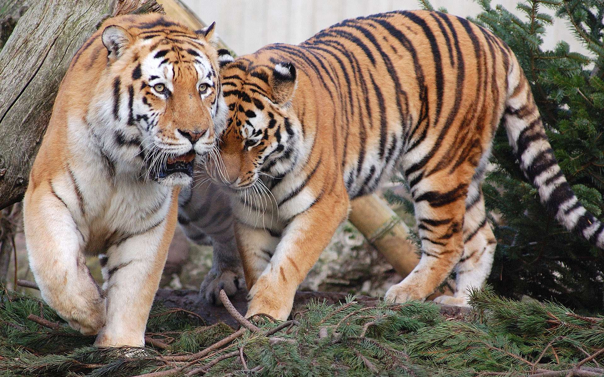 Handy-Wallpaper Katzen, Tiere, Tiger kostenlos herunterladen.