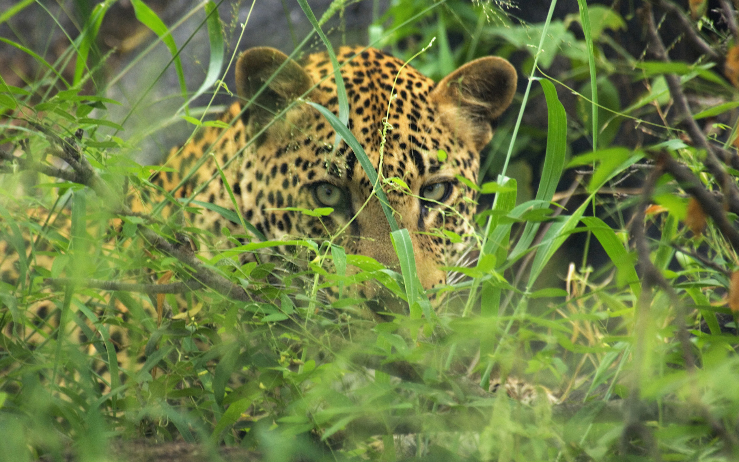 Baixar papel de parede para celular de Animais, Gatos, Leopardo gratuito.