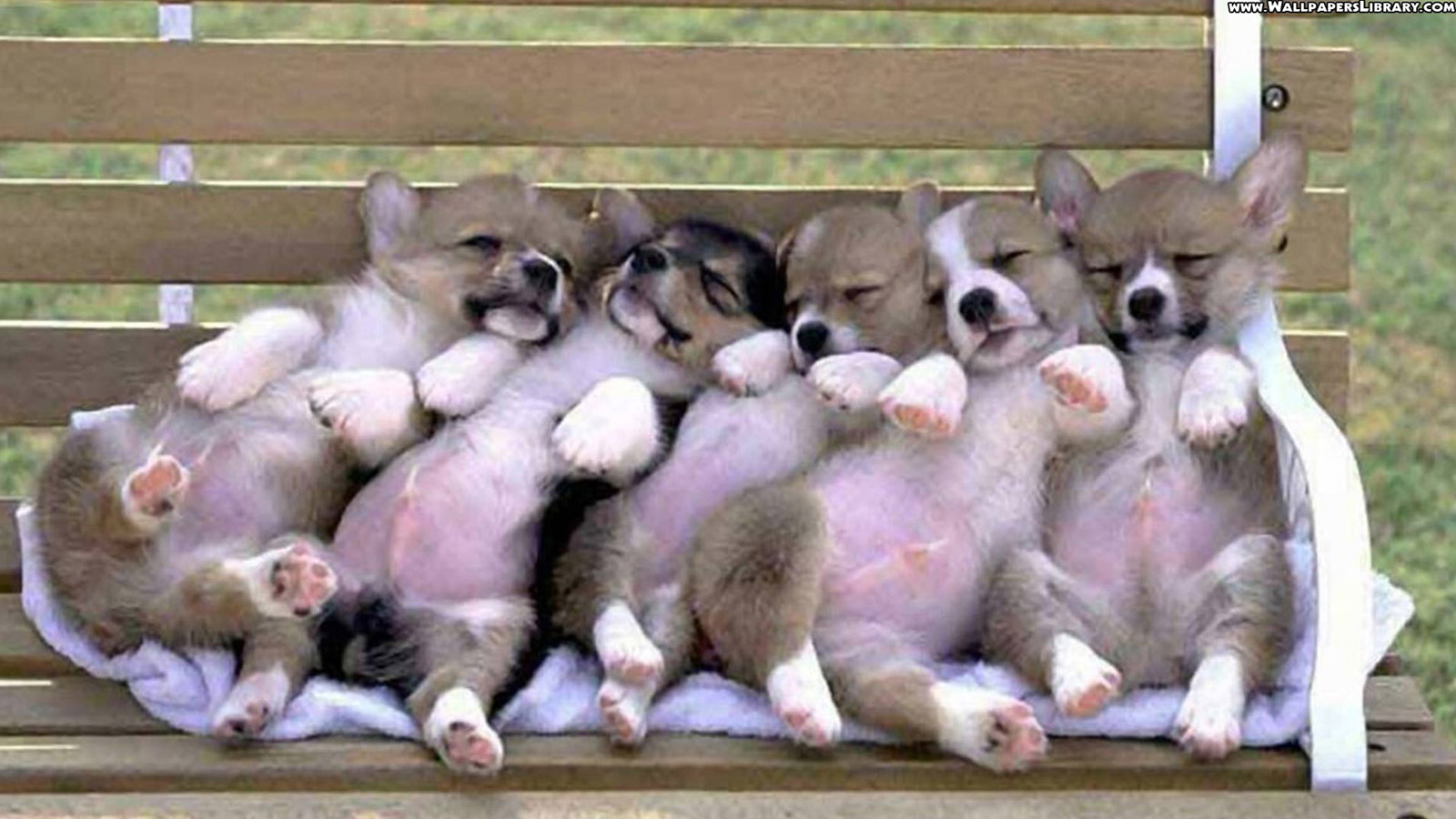 Download mobile wallpaper Dog, Animal, Puppy, Bench, Sleeping, Cute for free.