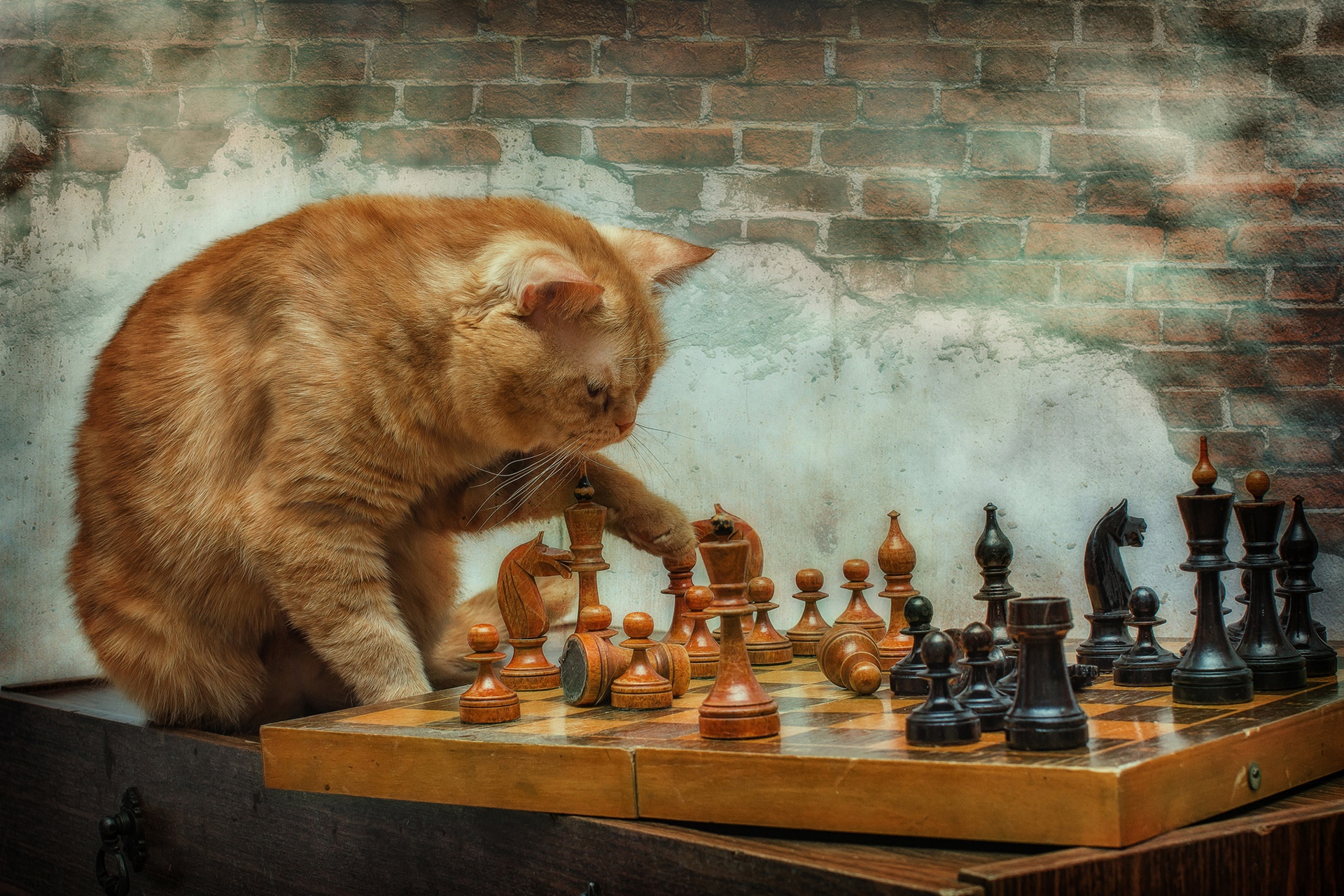 Download mobile wallpaper Cats, Chess, Cat, Animal for free.