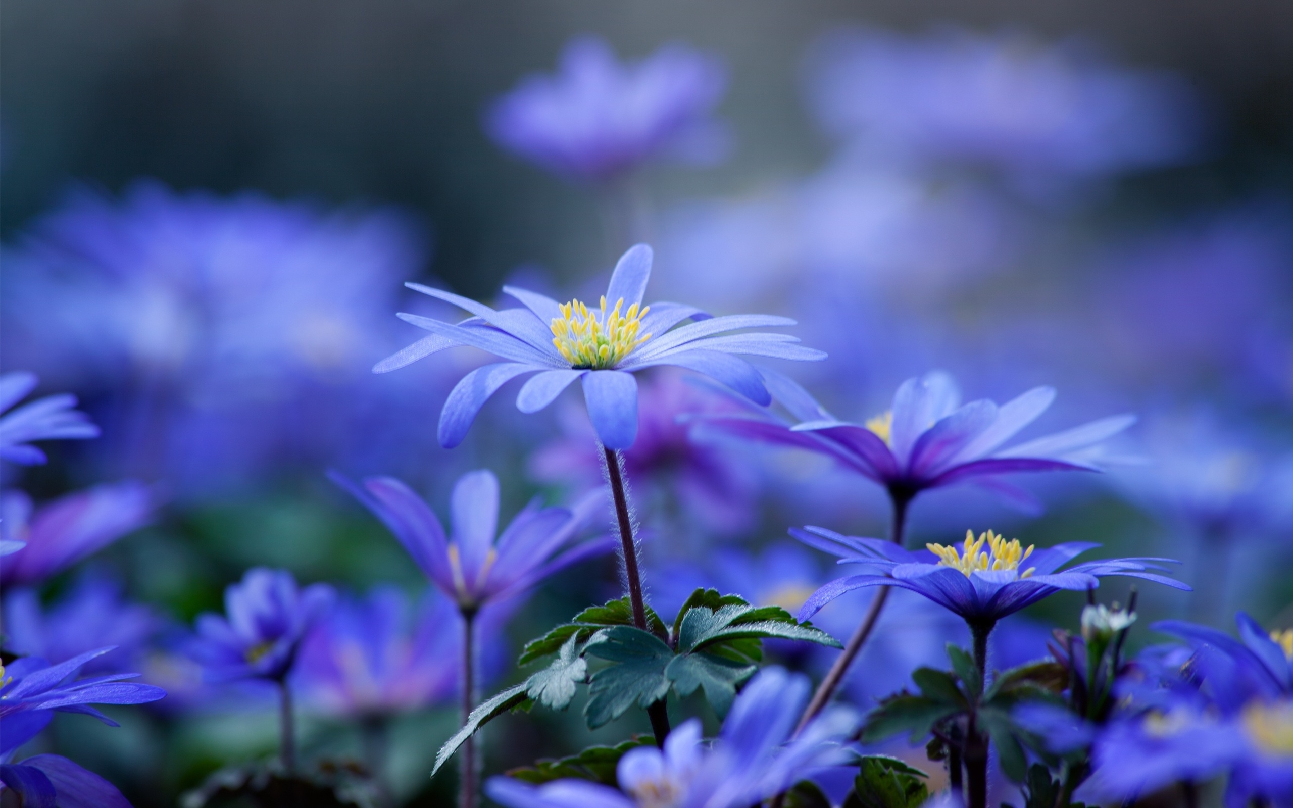 Free download wallpaper Flower, Earth on your PC desktop