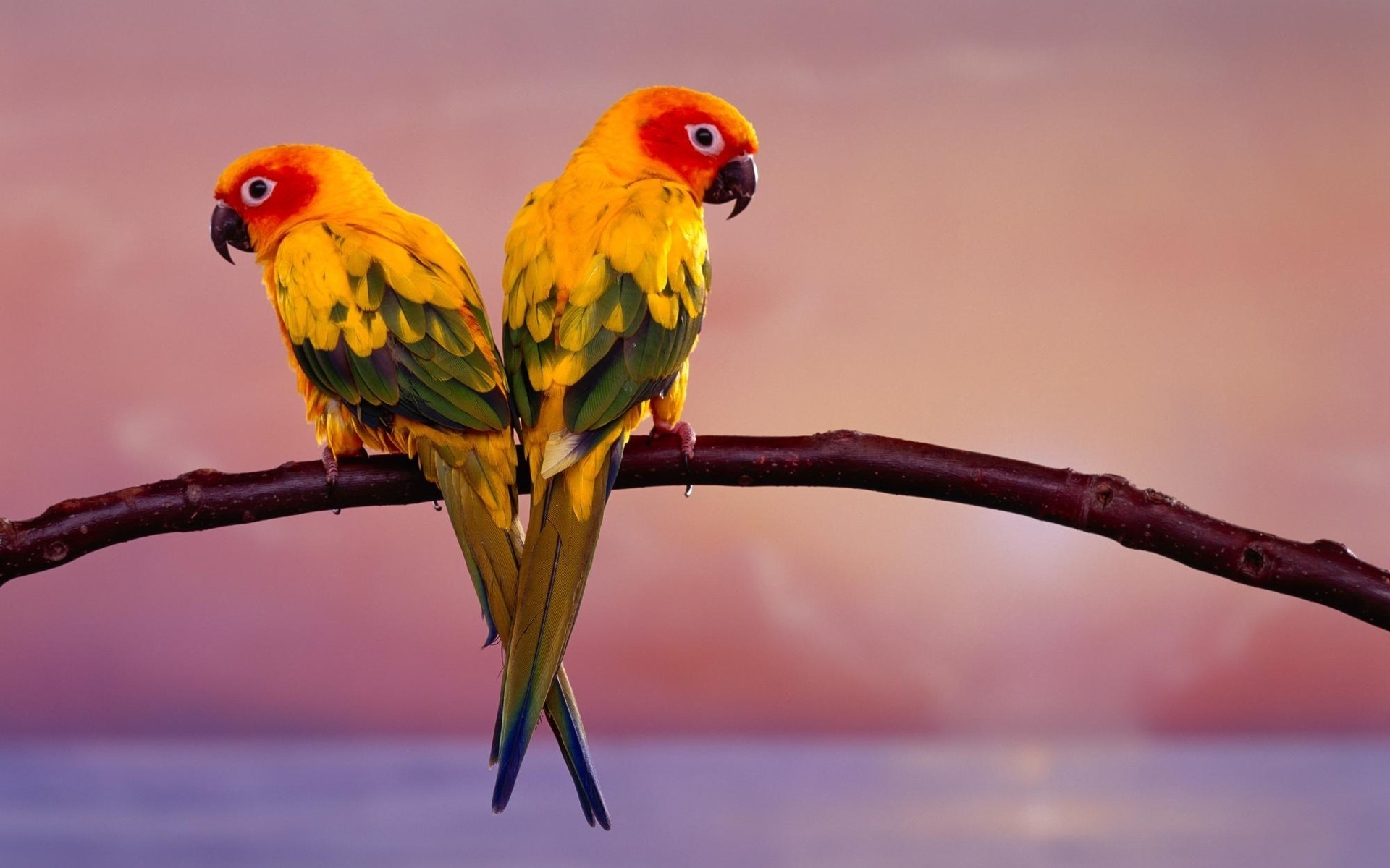 parrots, animals, birds, red
