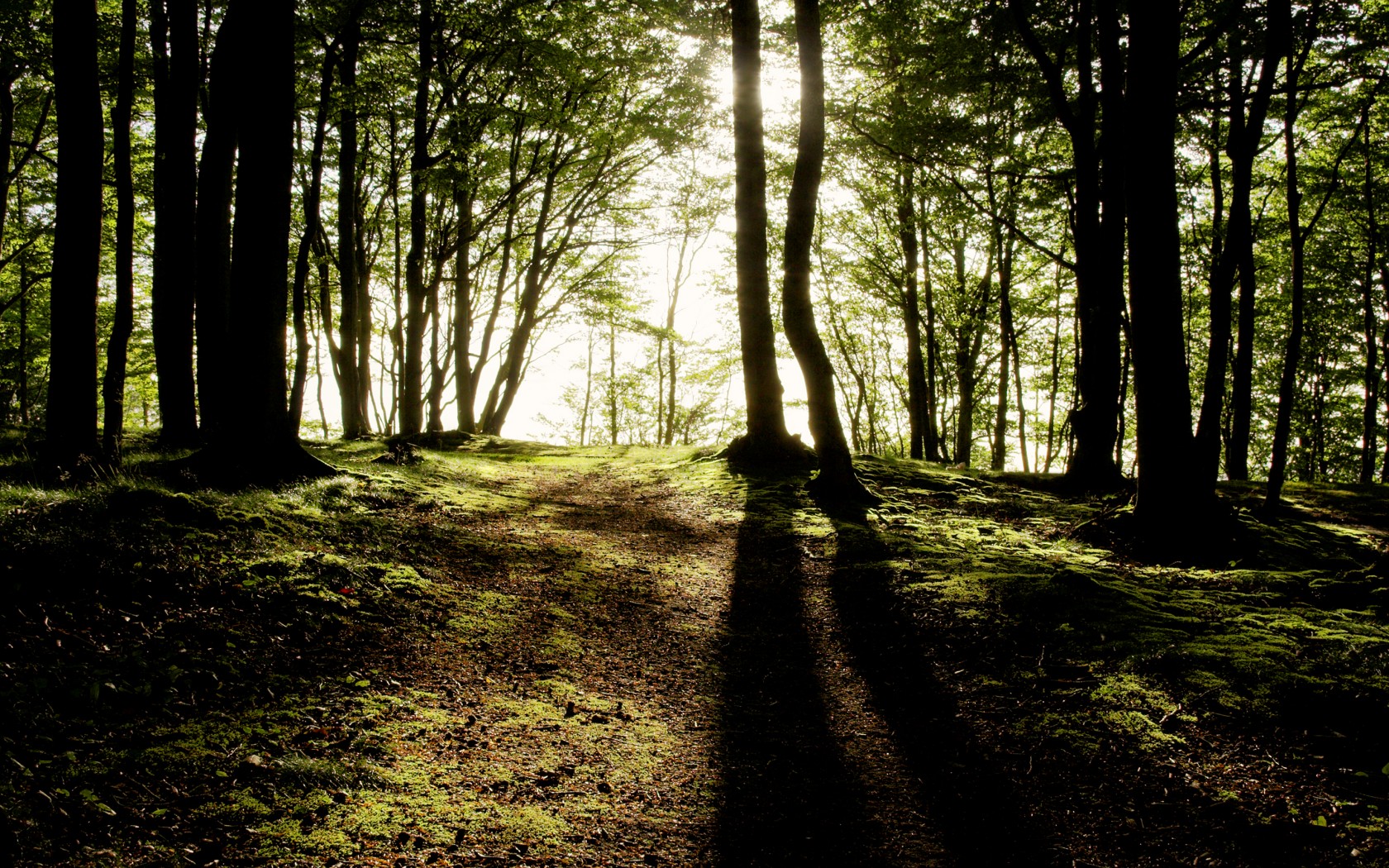 Téléchargez des papiers peints mobile Forêt, Terre/nature gratuitement.