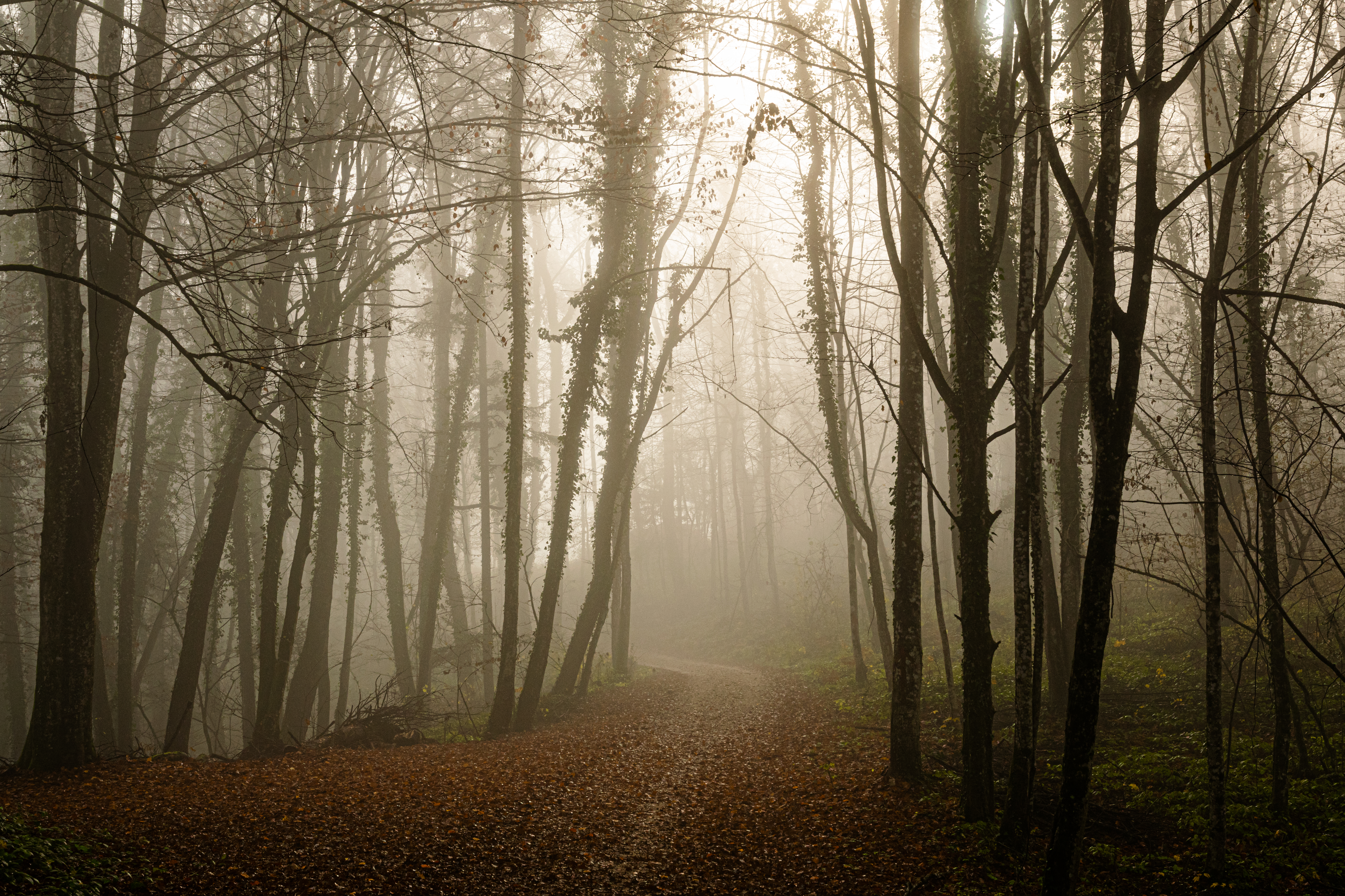 nature, leaves, forest, path, gloomy, gloomily