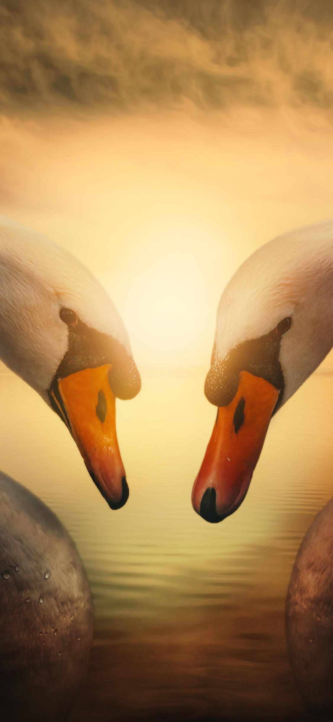 Download mobile wallpaper Birds, Love, Couple, Animal, Swan, Mute Swan for free.