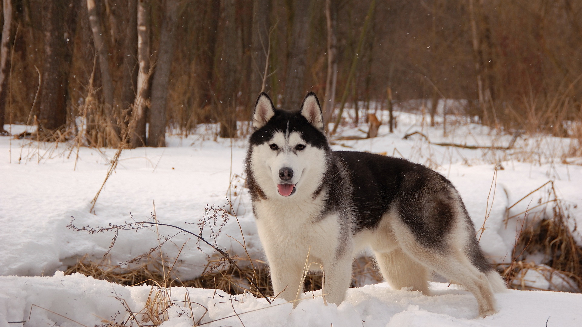 Laden Sie das Tiere, Sibirischer Husky-Bild kostenlos auf Ihren PC-Desktop herunter