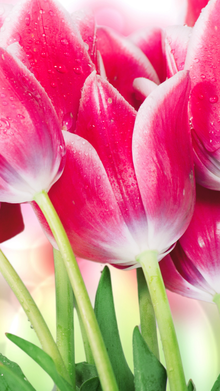 Скачати мобільні шпалери Квітка, Макрос, Земля, Боке, Тюльпан, Рожева Квітка, Флауерзи безкоштовно.