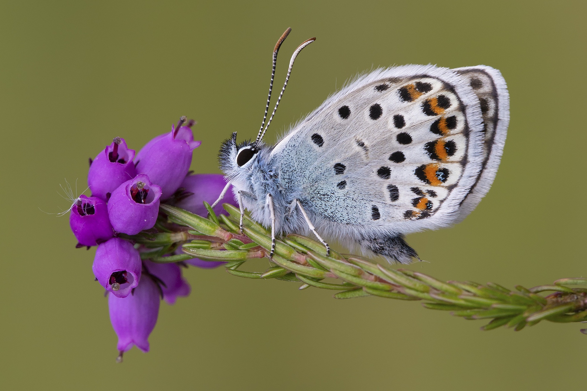 Download mobile wallpaper Flower, Macro, Butterfly, Animal, Purple Flower for free.