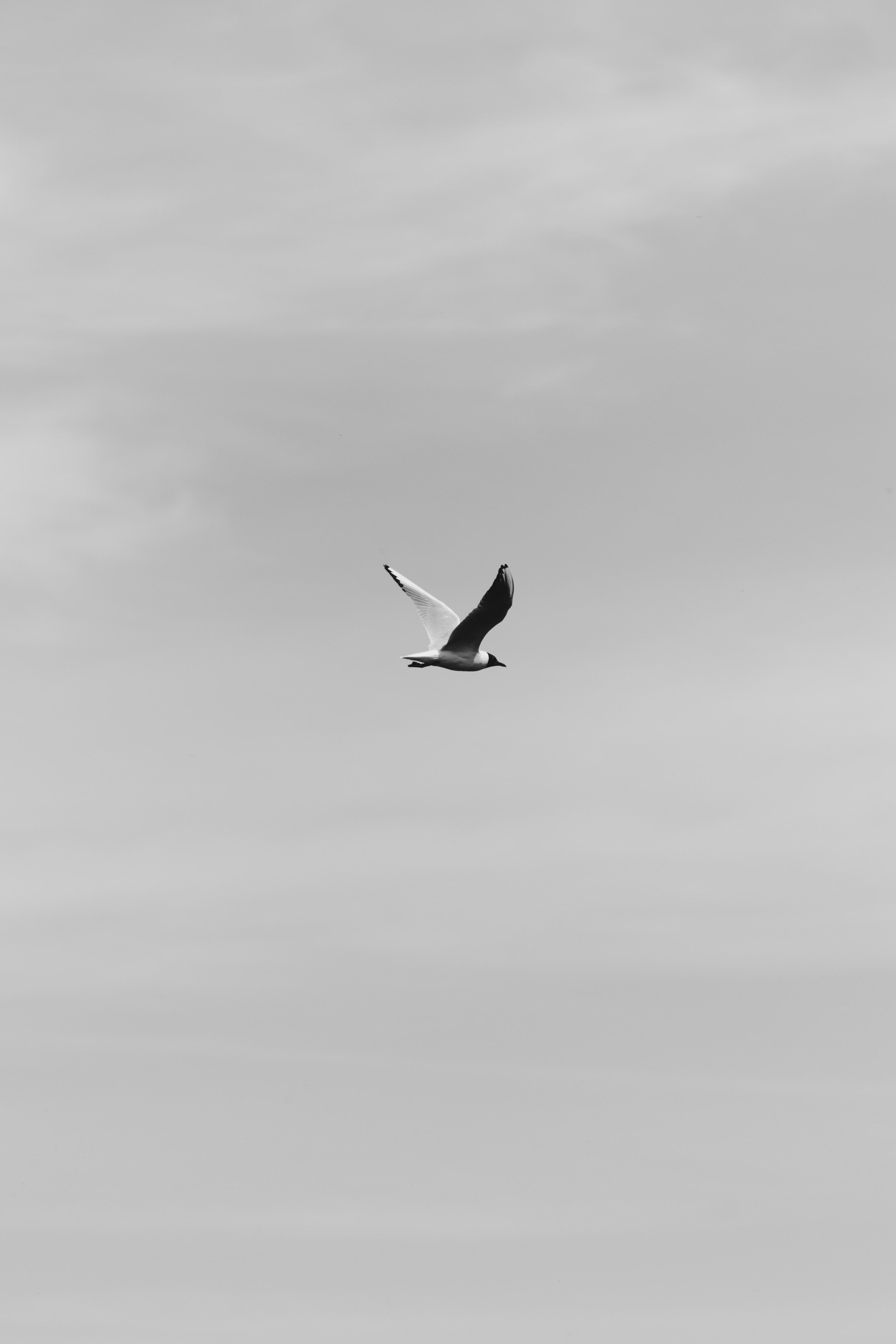 bird, sky, minimalism, flight, bw, chb