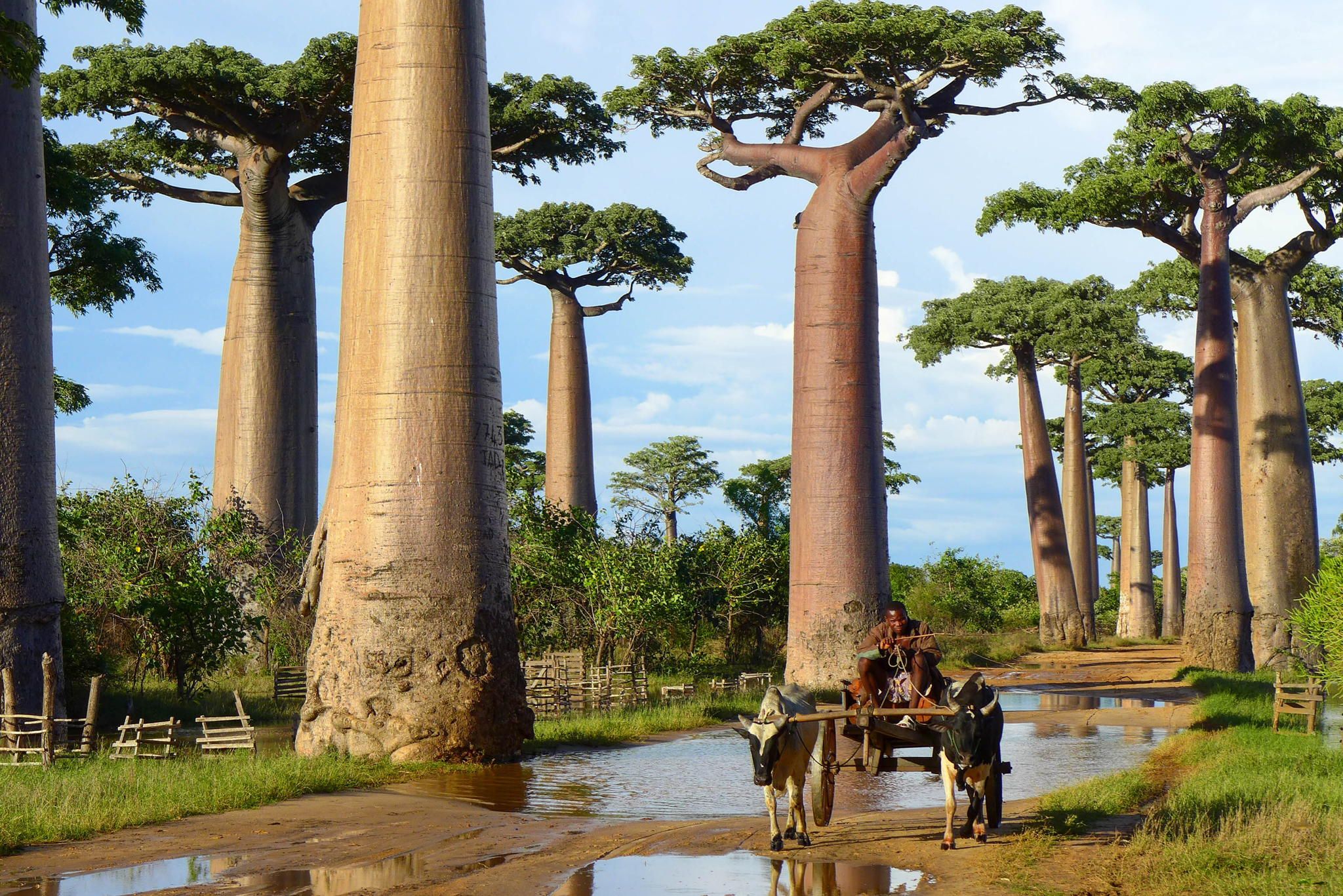375975 descargar fondo de pantalla tierra/naturaleza, arbol del baobab, árboles: protectores de pantalla e imágenes gratis