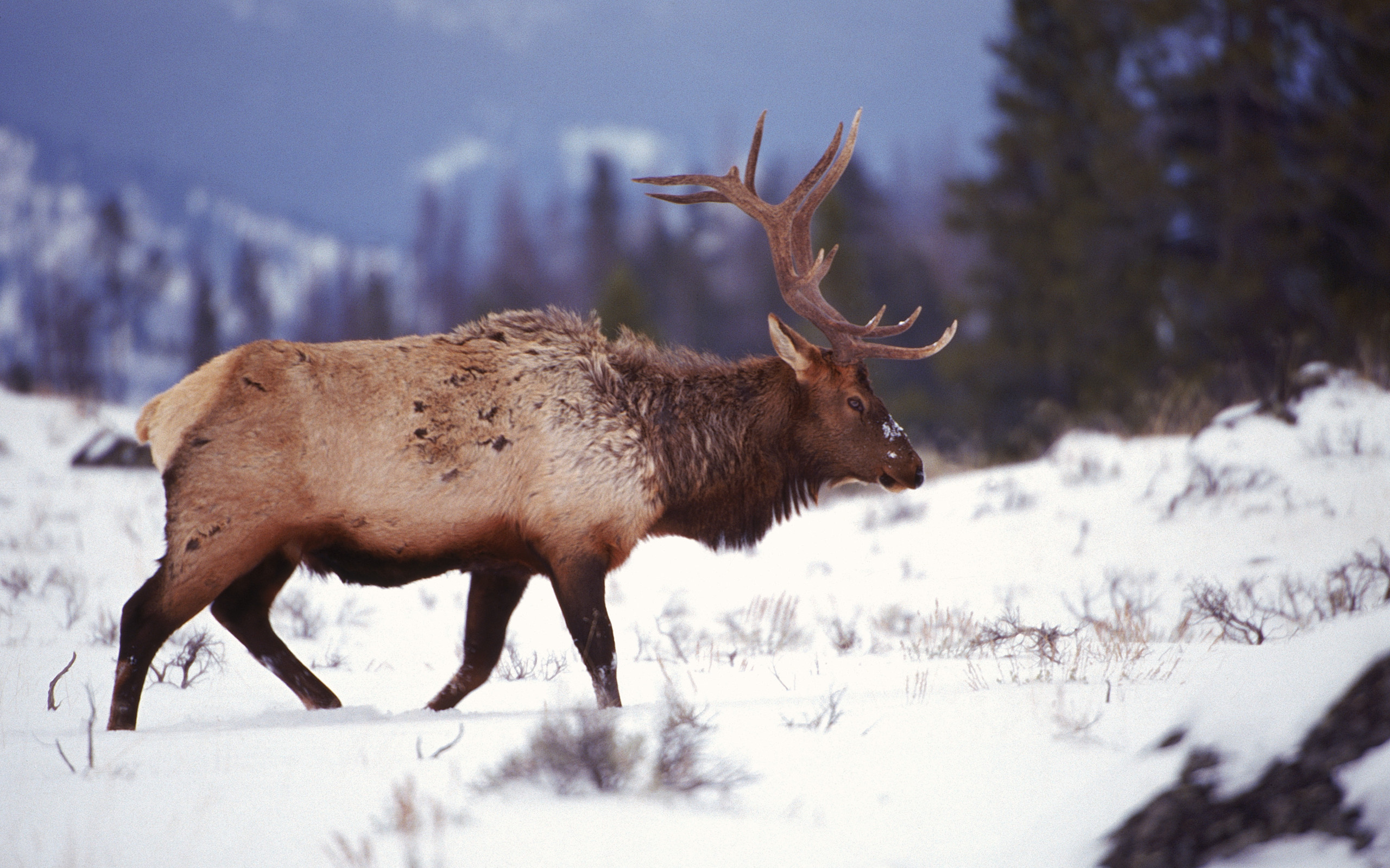 animal, elk Desktop Wallpaper