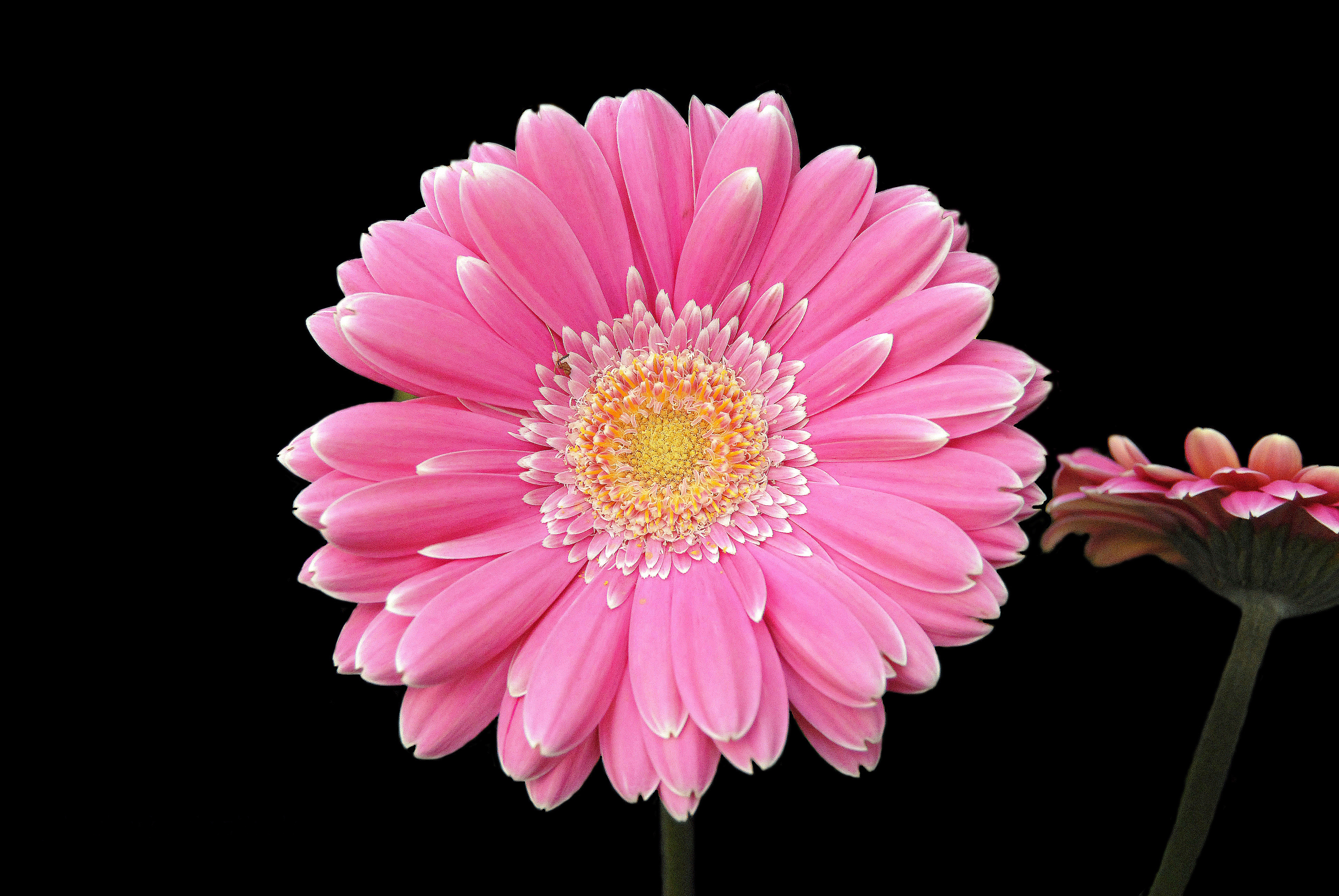 Descarga gratis la imagen Flores, Gerberas, Flor, Flor Rosa, Tierra/naturaleza en el escritorio de tu PC