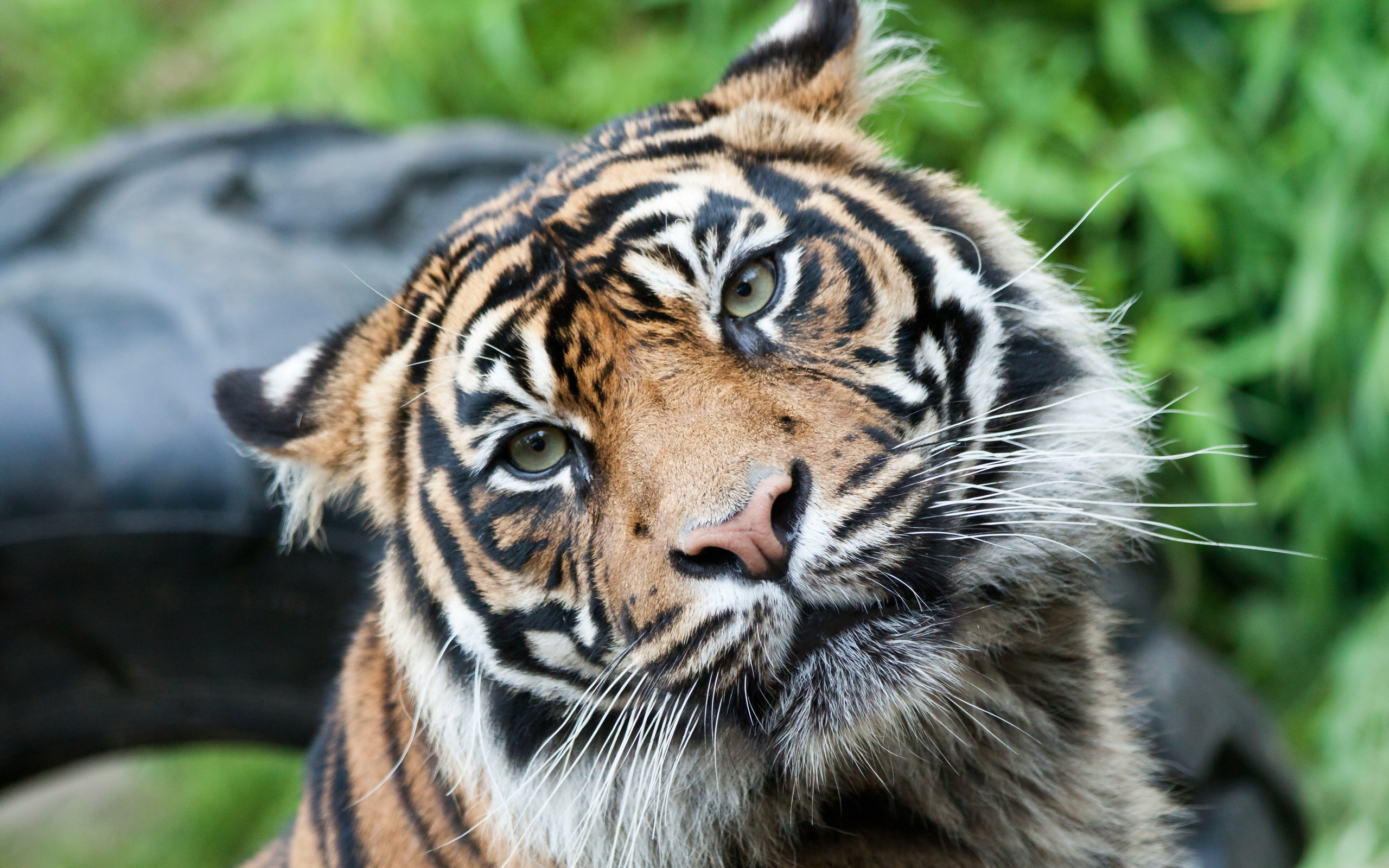 Handy-Wallpaper Tiere, Katzen, Tiger kostenlos herunterladen.