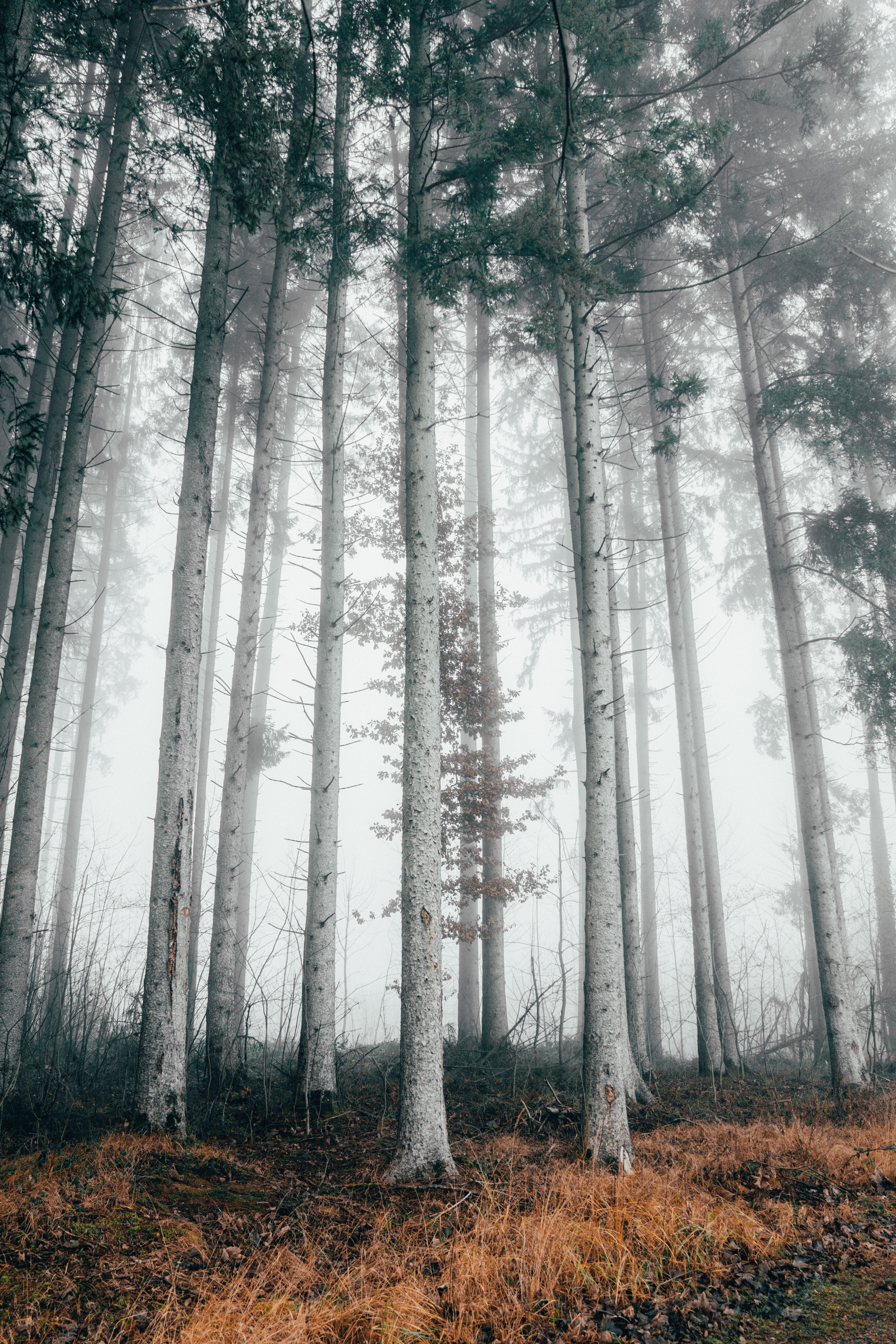 Download mobile wallpaper Trees, Forest, Fog, Nature, Autumn for free.