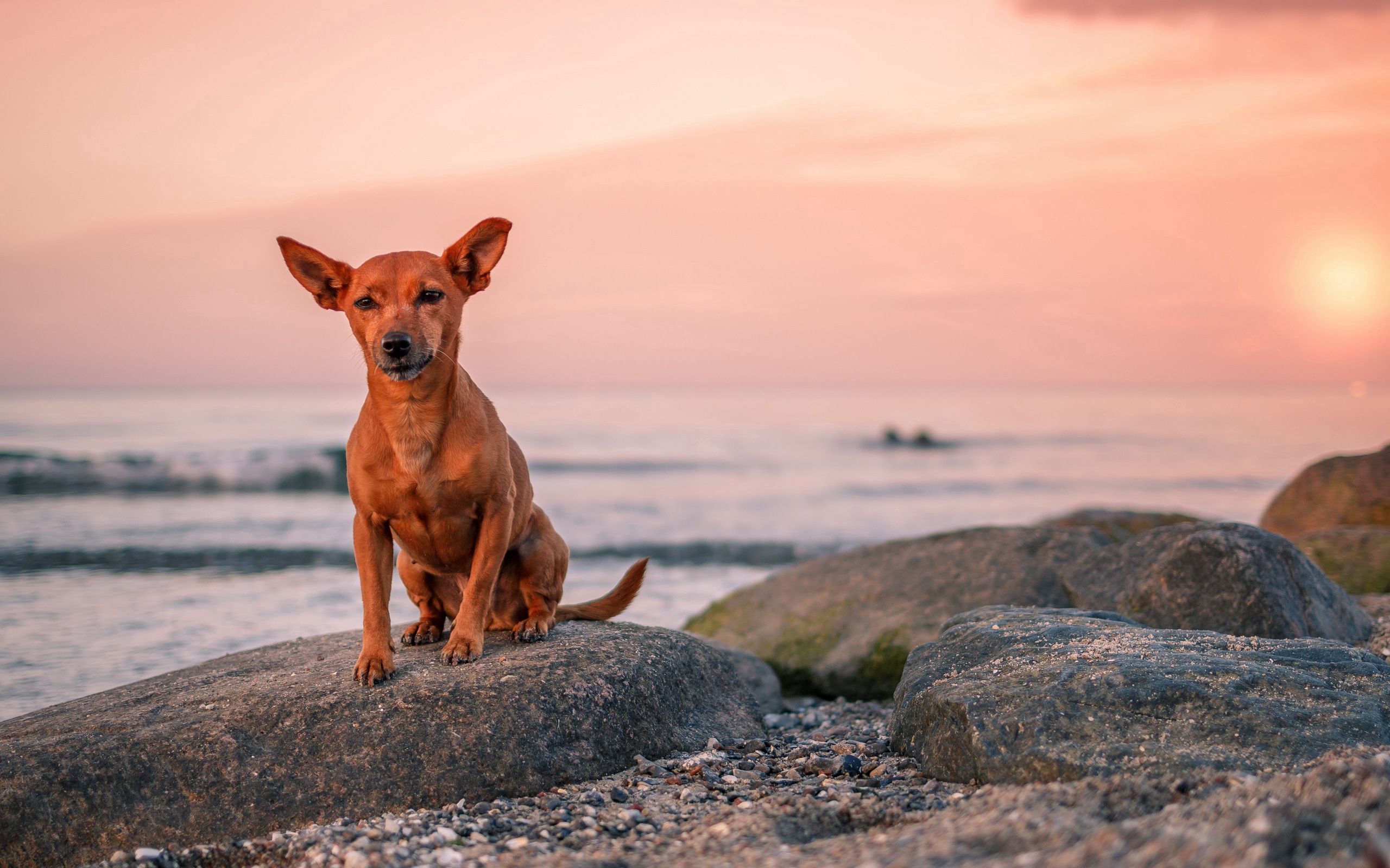 Free download wallpaper Animals, Sea, Rock, Dog, Stone, Puppy on your PC desktop