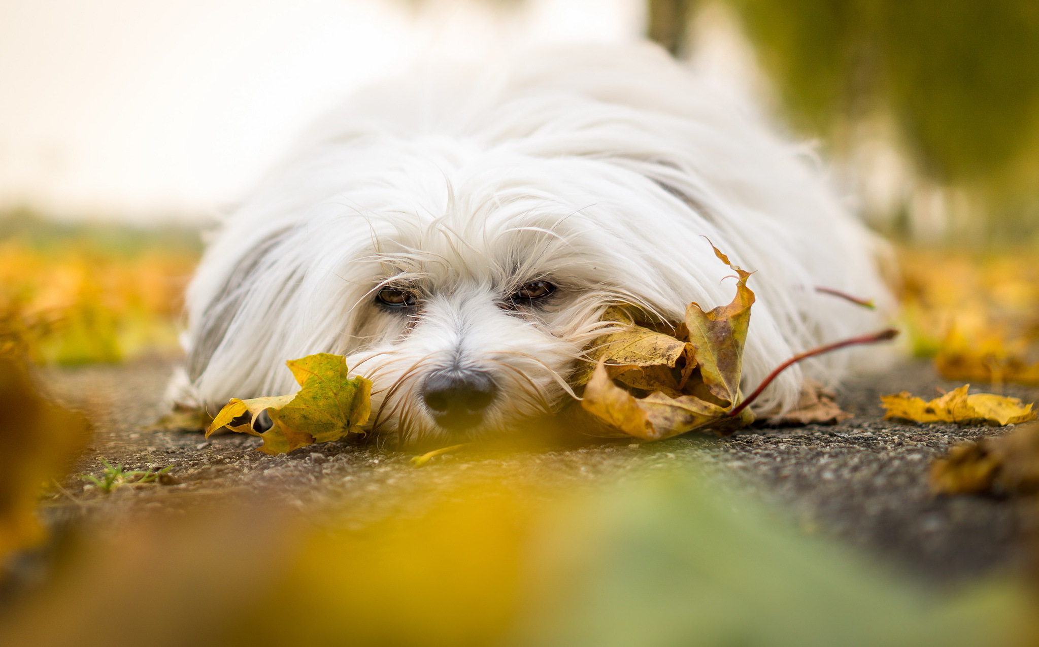 Free download wallpaper Dogs, Dog, Blur, Leaf, Animal on your PC desktop