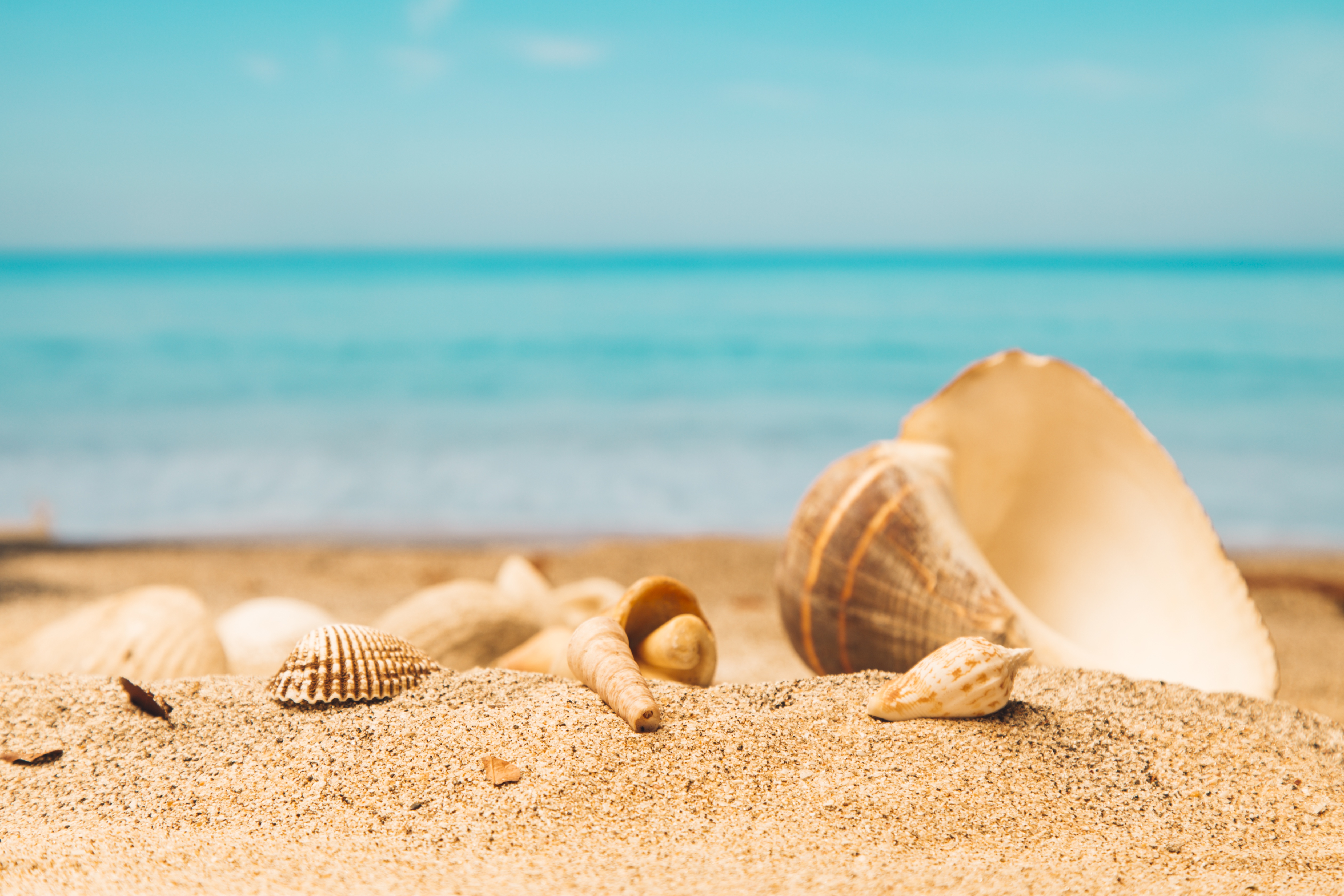 Download mobile wallpaper Nature, Sand, Earth, Shell, Depth Of Field for free.