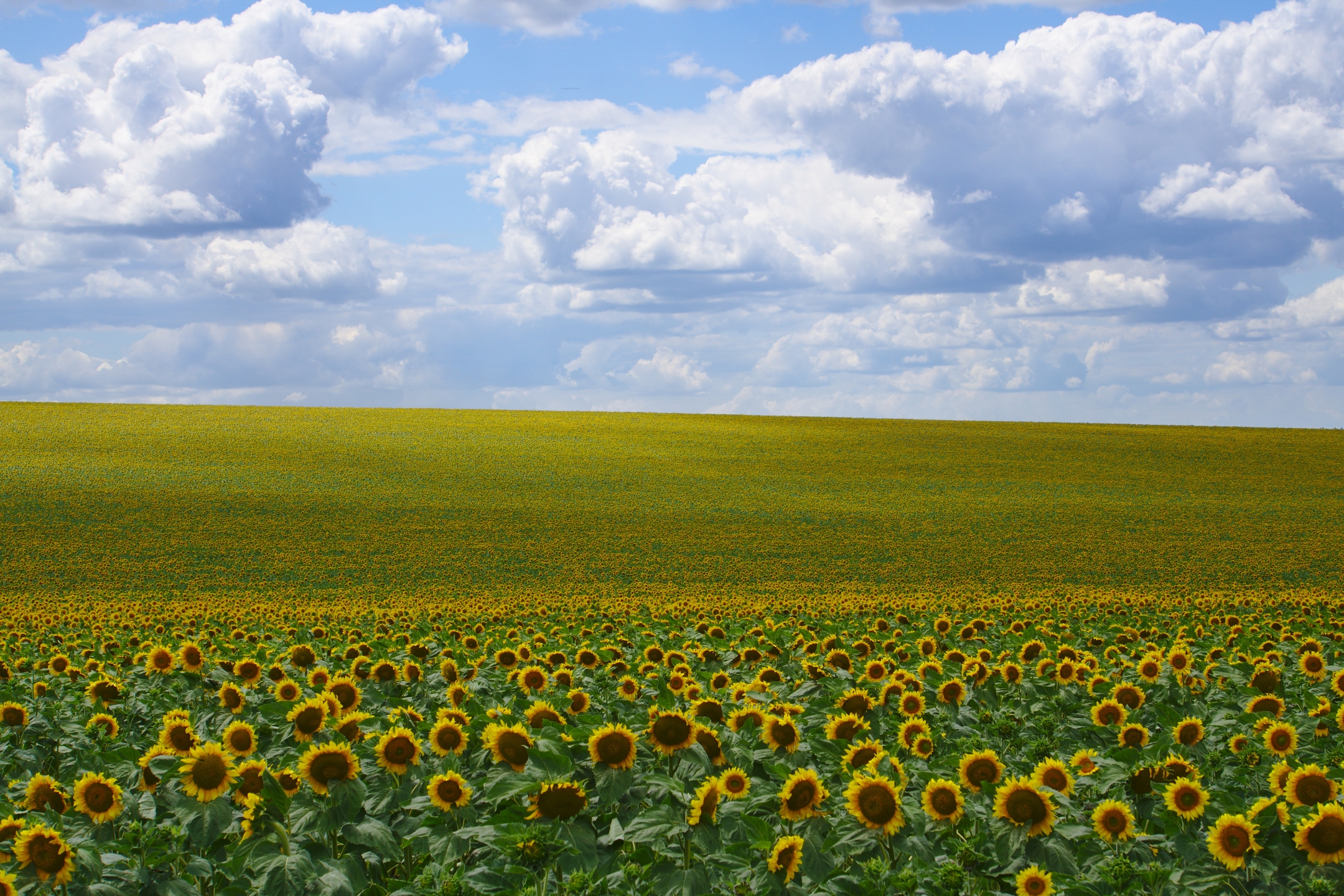 Handy-Wallpaper Natur, Blumen, Feld, Wolke, Sonnenblume, Gelbe Blume, Erde/natur, Aufstellen kostenlos herunterladen.