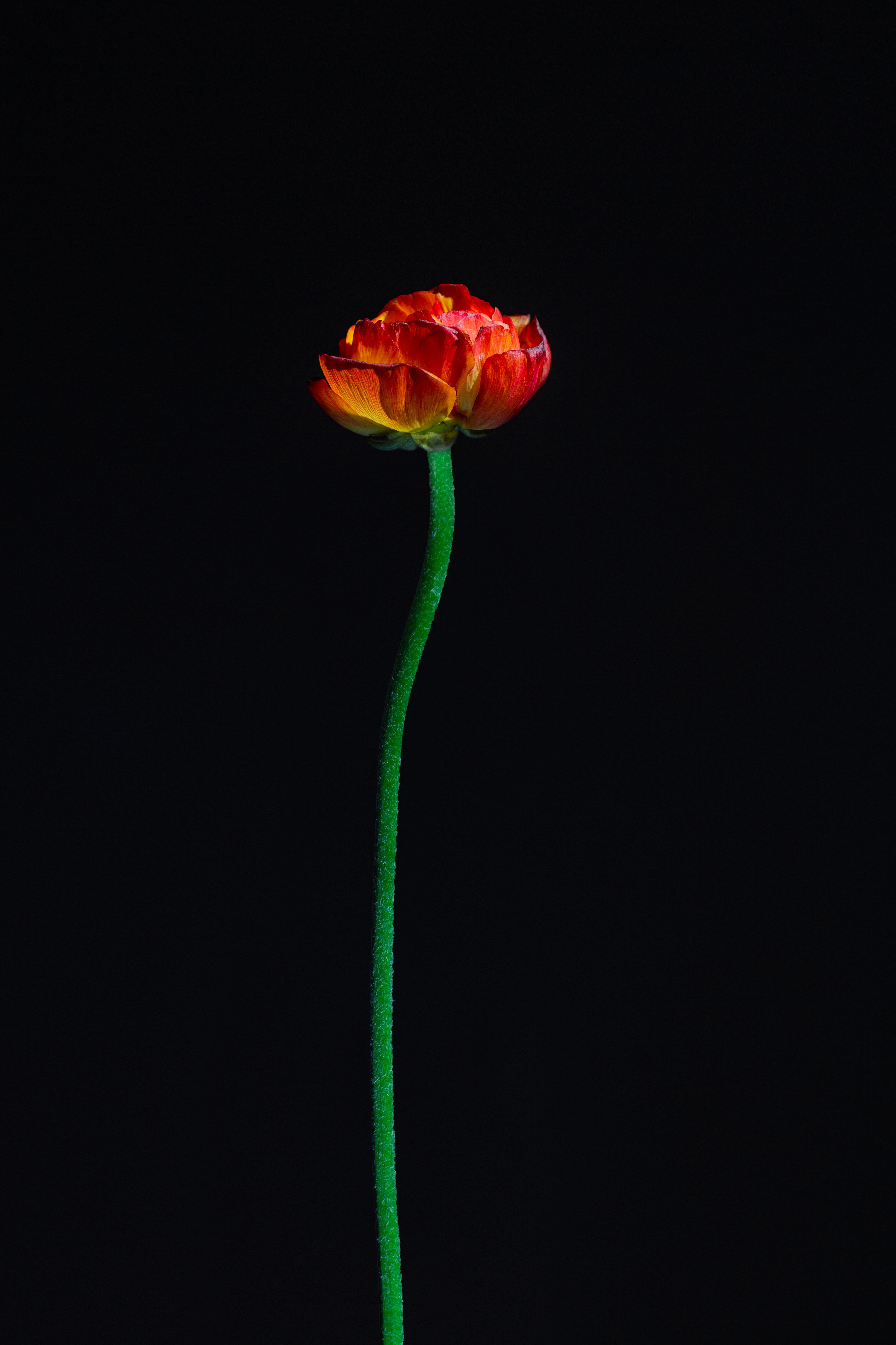 Téléchargez gratuitement l'image Tulipe, Fleur, Fleurs, Pétales sur le bureau de votre PC