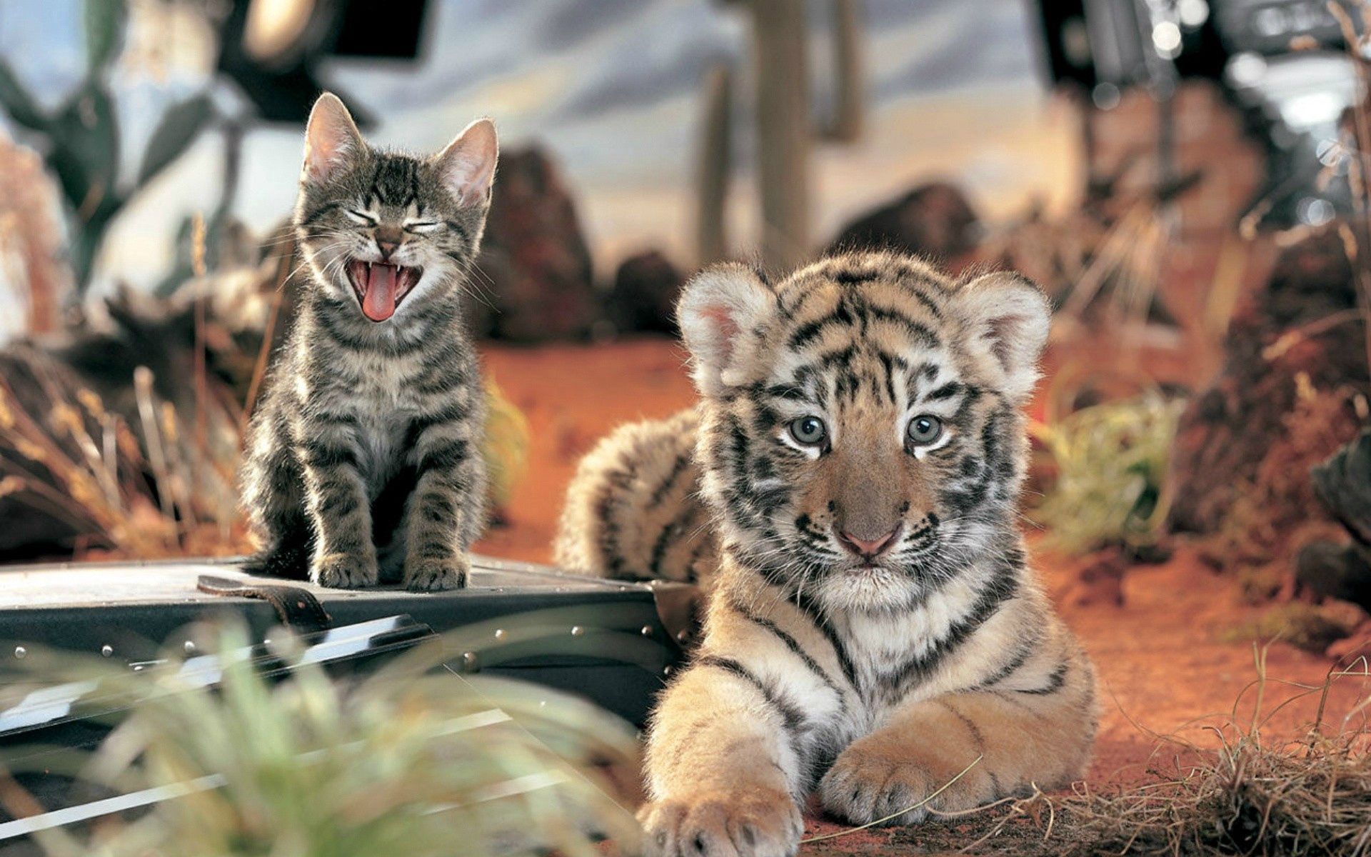 Wallpaper Full HD cats, animals, kitty, kitten, to lie down, lie, tiger, open mouth, scream, cry, tiger cub