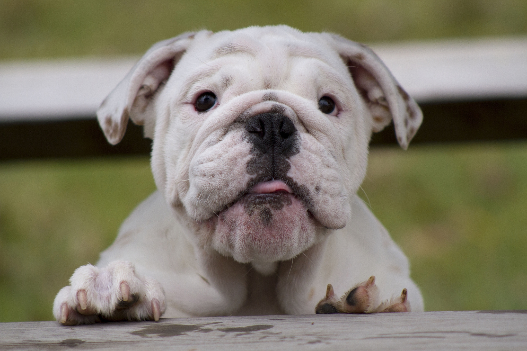 Free download wallpaper Animals, Dog, Muzzle, Thick, To Watch, Fat, Watch, Bulldog on your PC desktop
