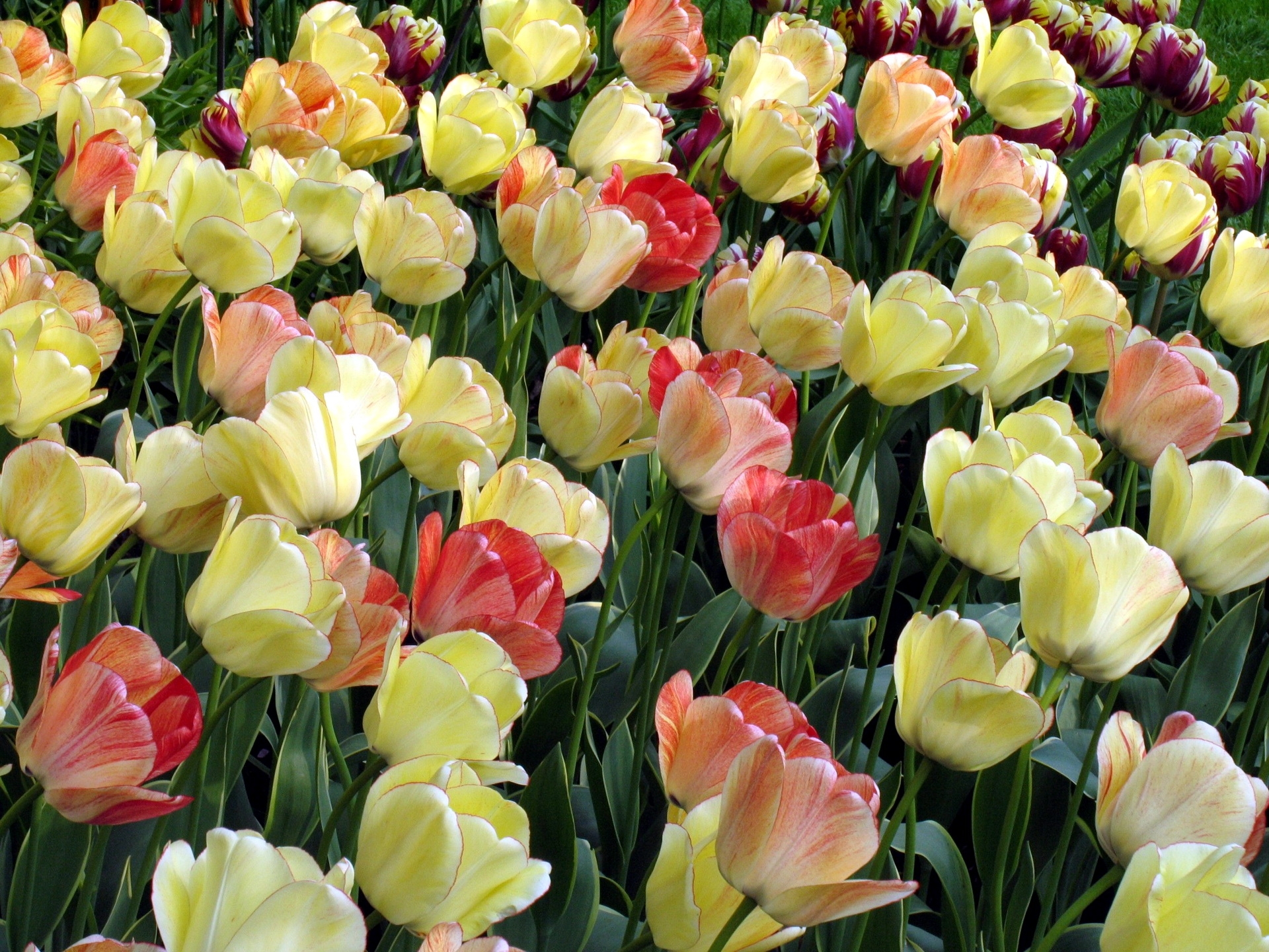 116565 скачать обои тюльпаны, клумба, распущенные, пестрые, цветы - заставки и картинки бесплатно